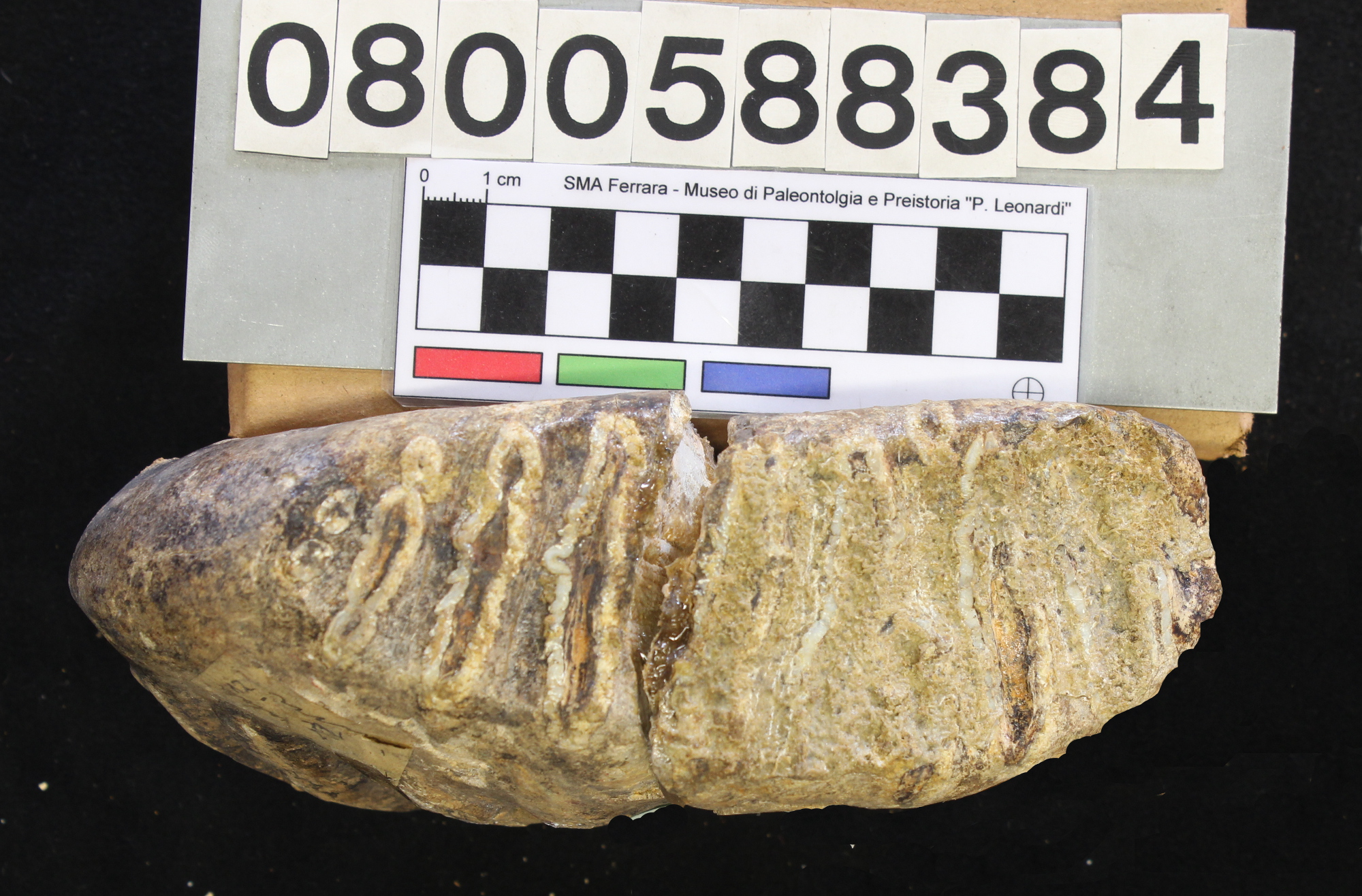 fossile (Elephas mnaidriensis, molare inferiore, esemplare)