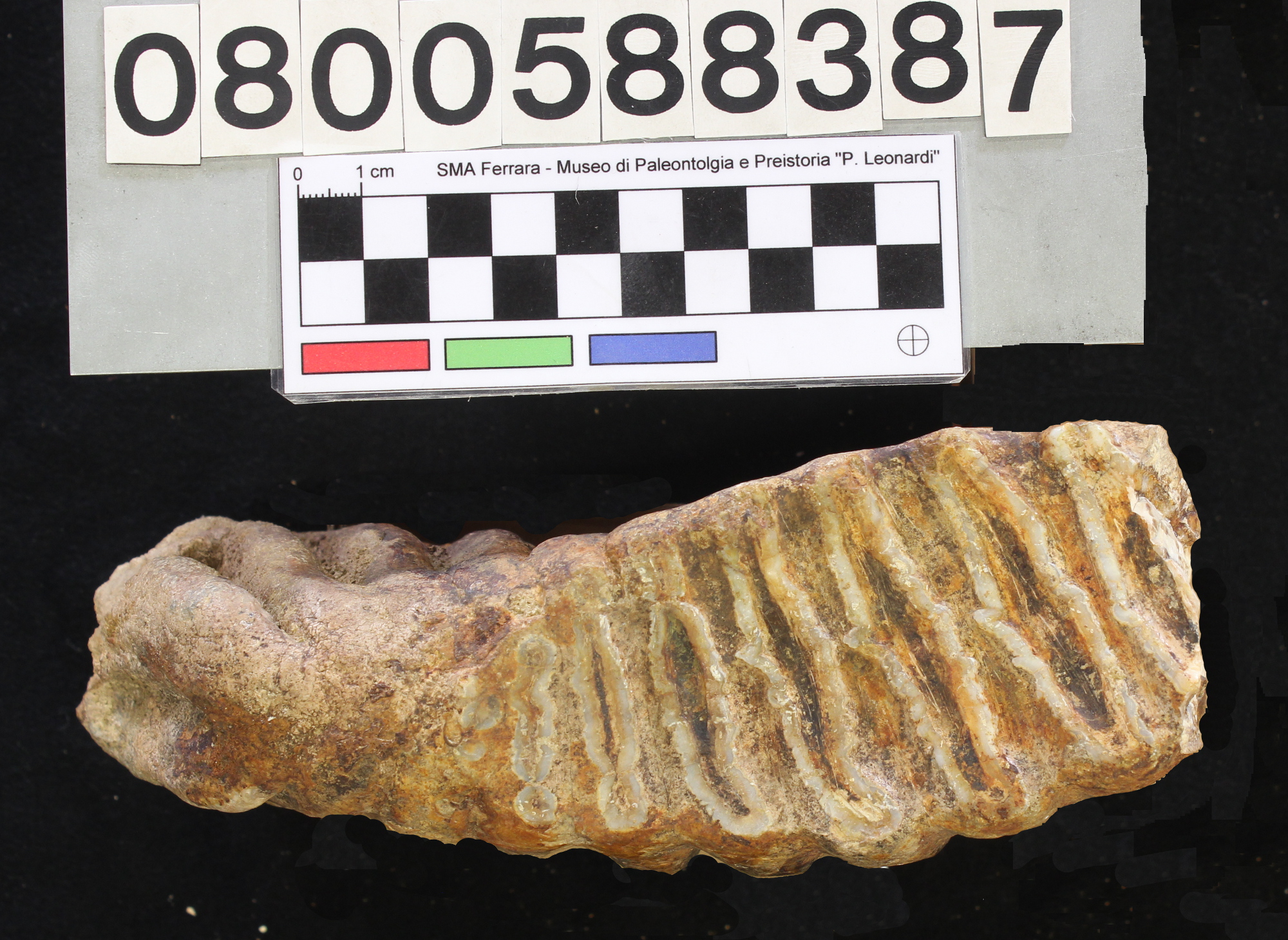 fossile (Elephas mnaidriensis, molare superiore, esemplare)