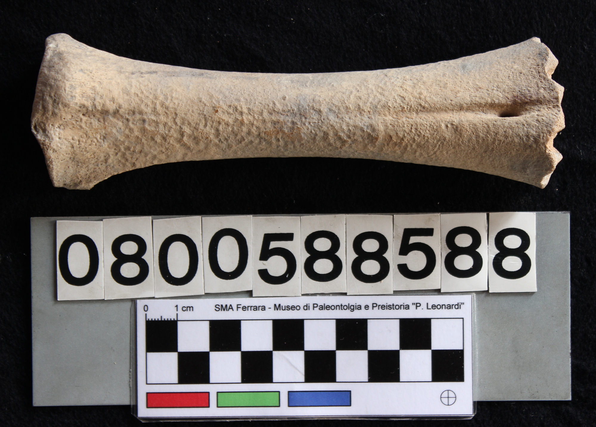 fossile (Bos sp., metacarpo, esemplare)