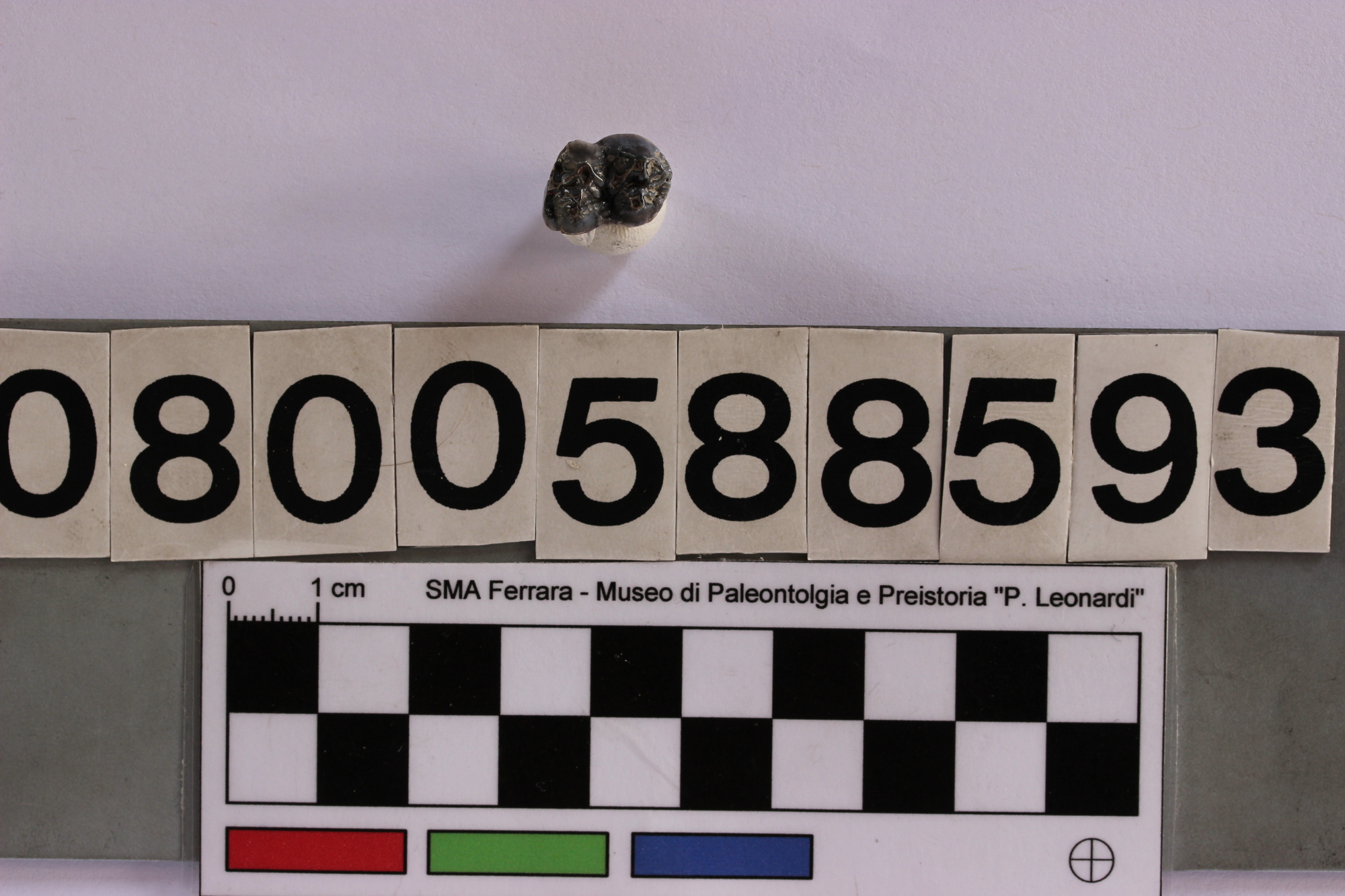 fossile (Sus scrofa, dente, esemplare)