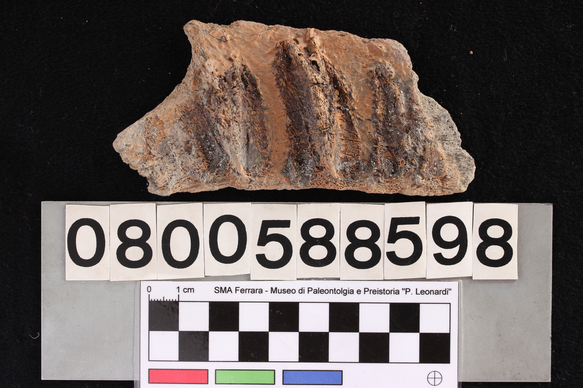 fossile (Equus sp., mascella, esemplare)