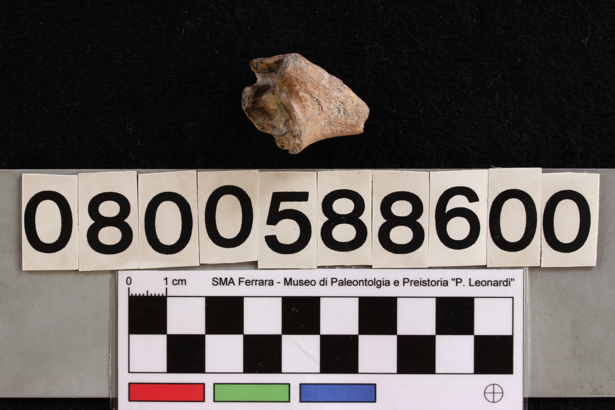 fossile (Capra vel Ovis, tibia, esemplare)