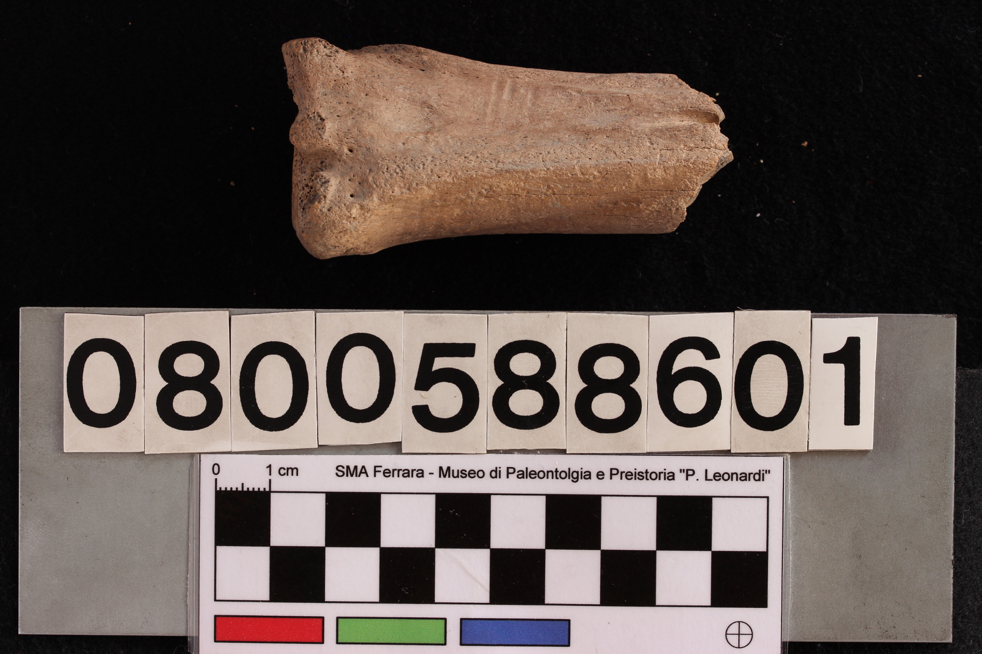 fossile (Equus sp., metacarpo, esemplare)