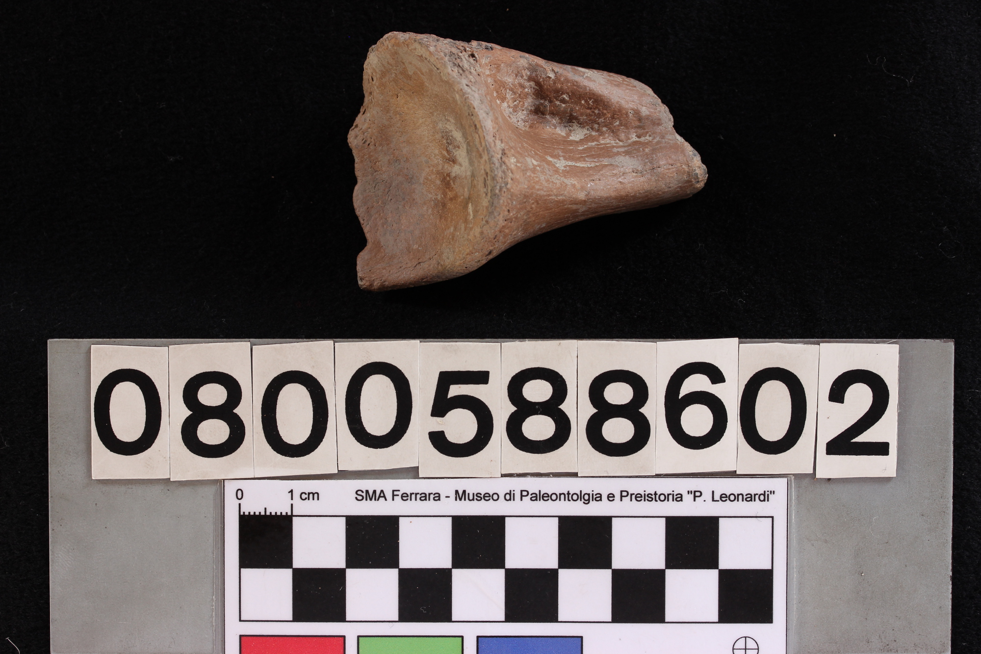 fossile (Bison, ileo, esemplare)