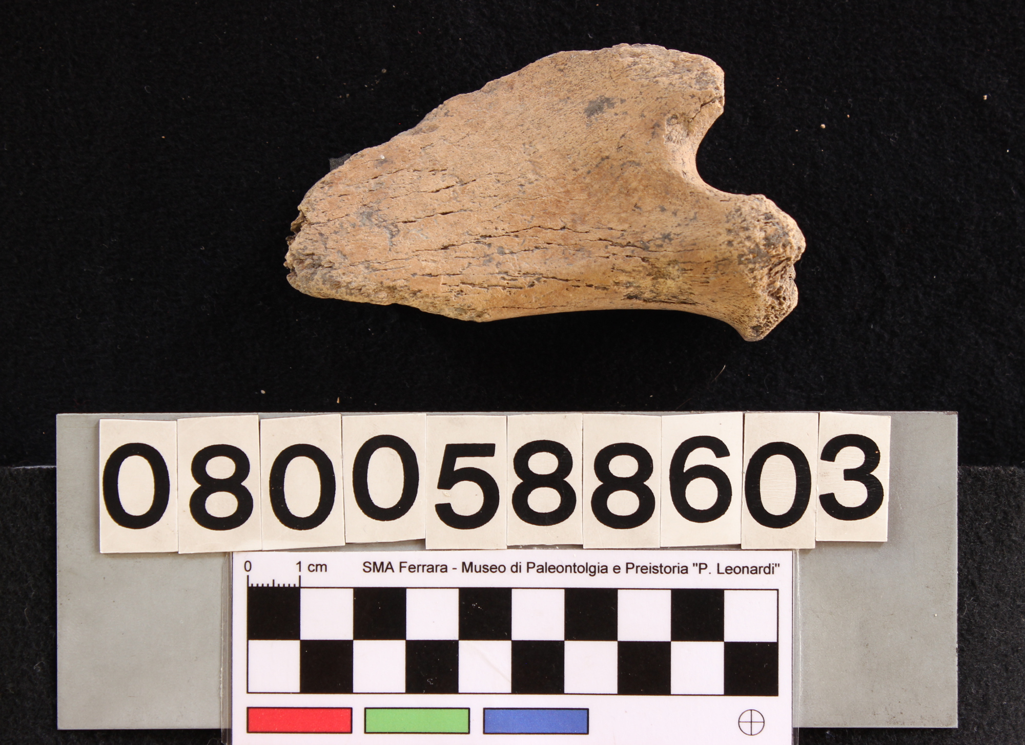 fossile (Megaloceros giganteus, mandibola, esemplare)