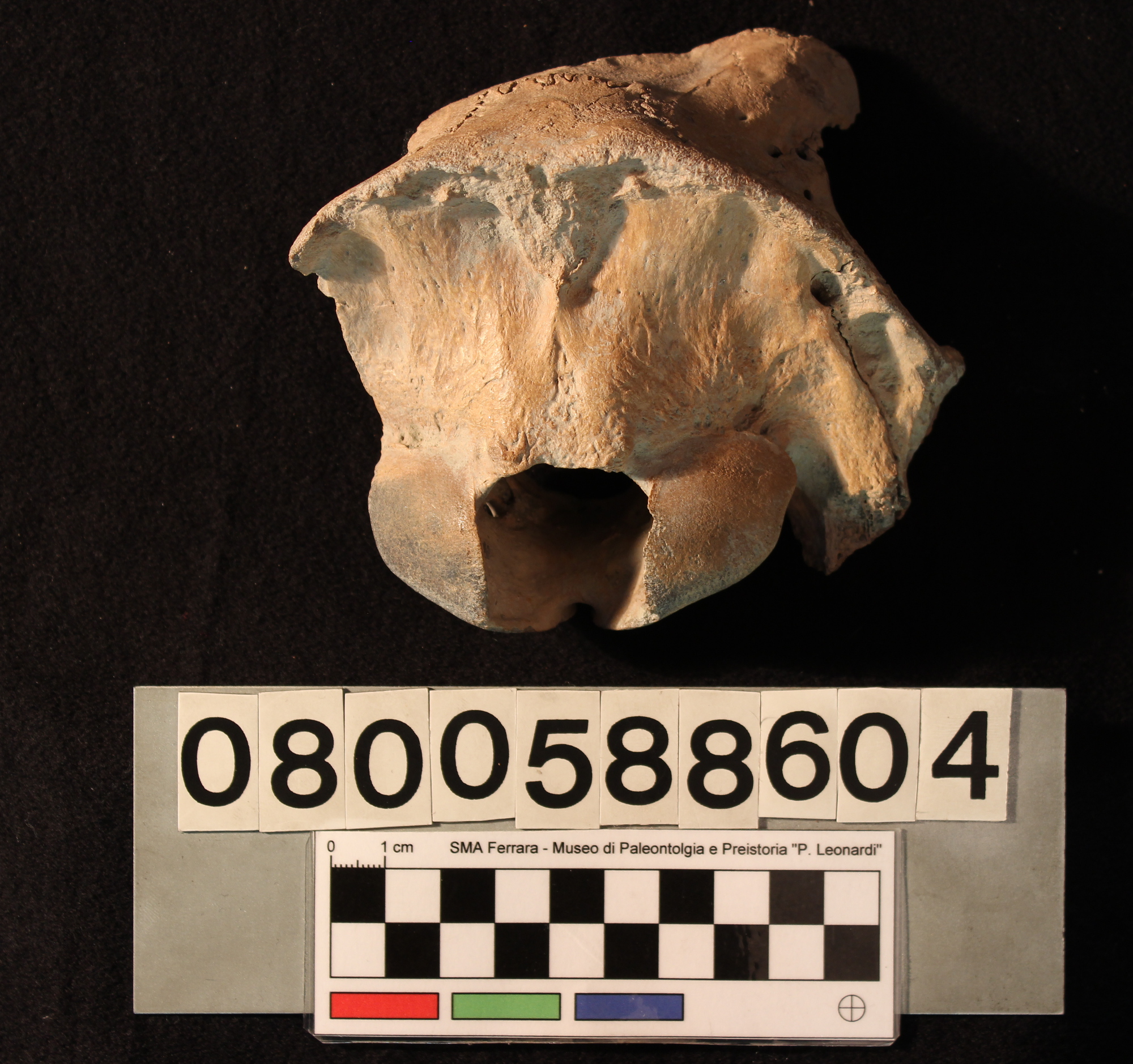 fossile (Megaloceros giganteus, occipitale, esemplare)