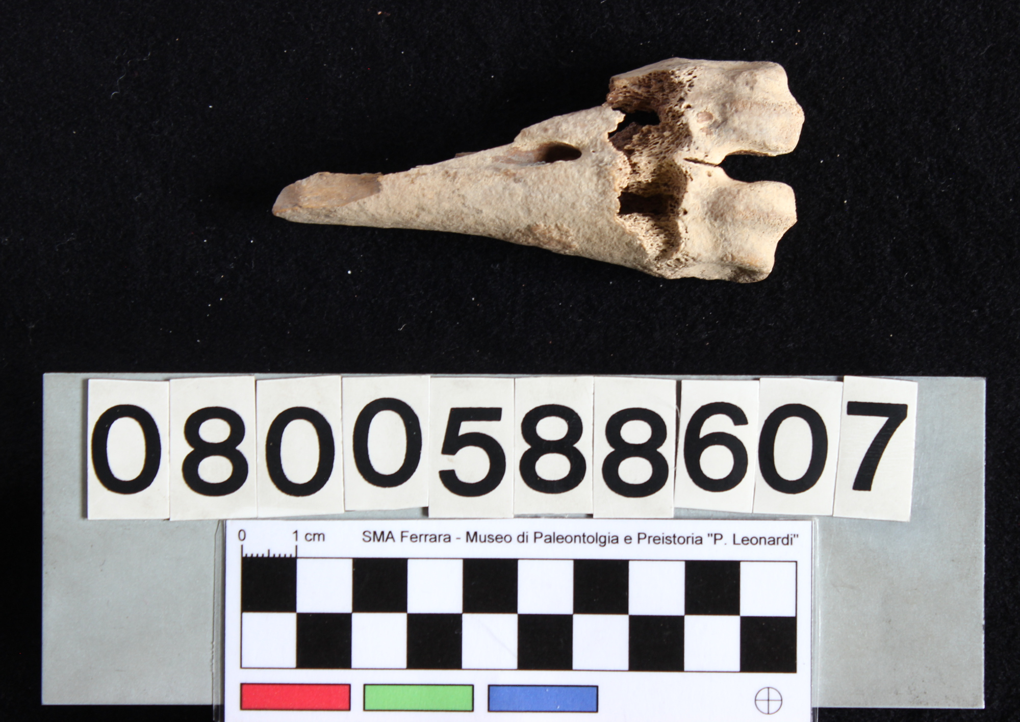 fossile (Cervus elaphus, metatarso, esemplare)