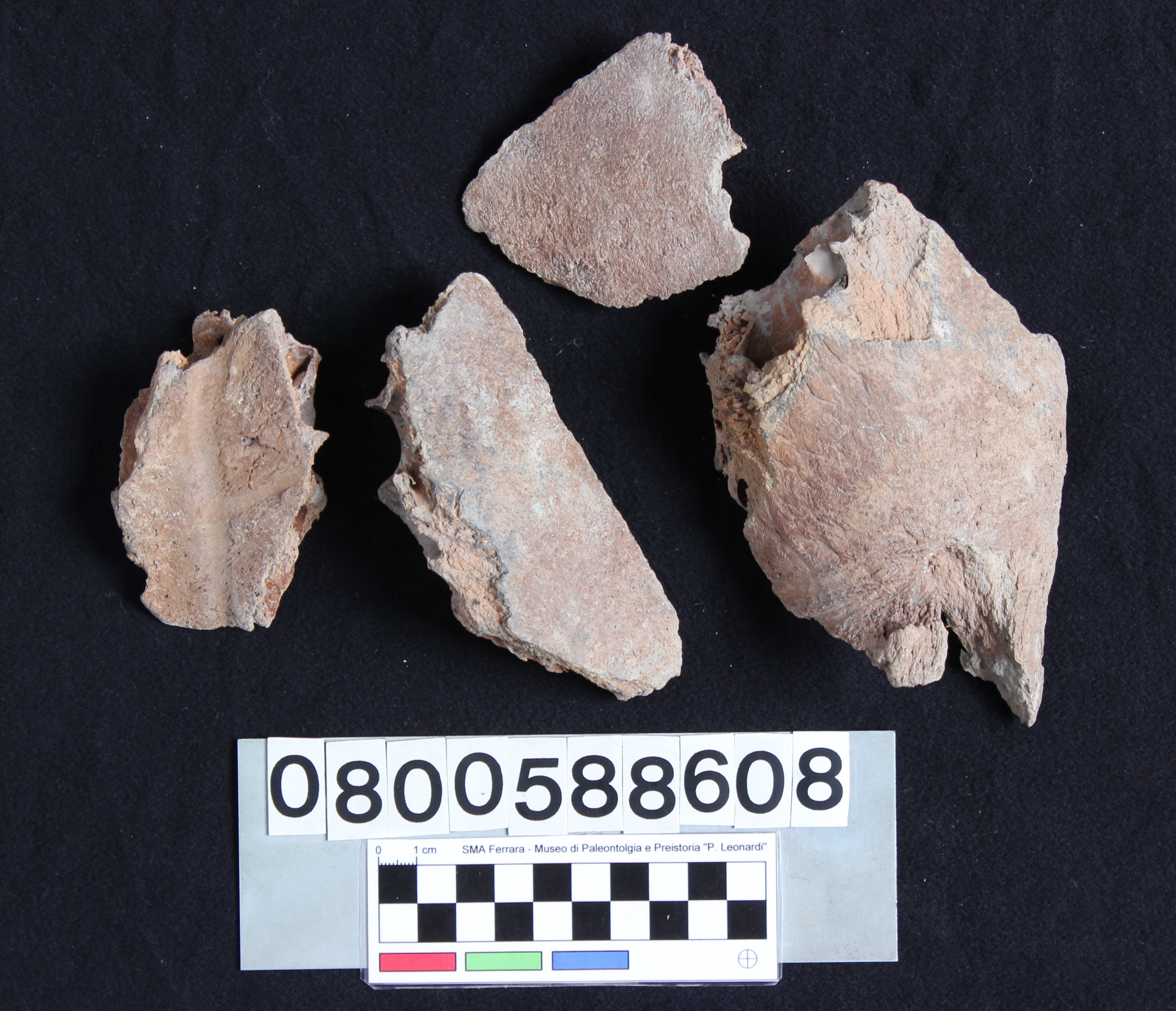 fossile (Bison priscus, osso frontale, esemplare)