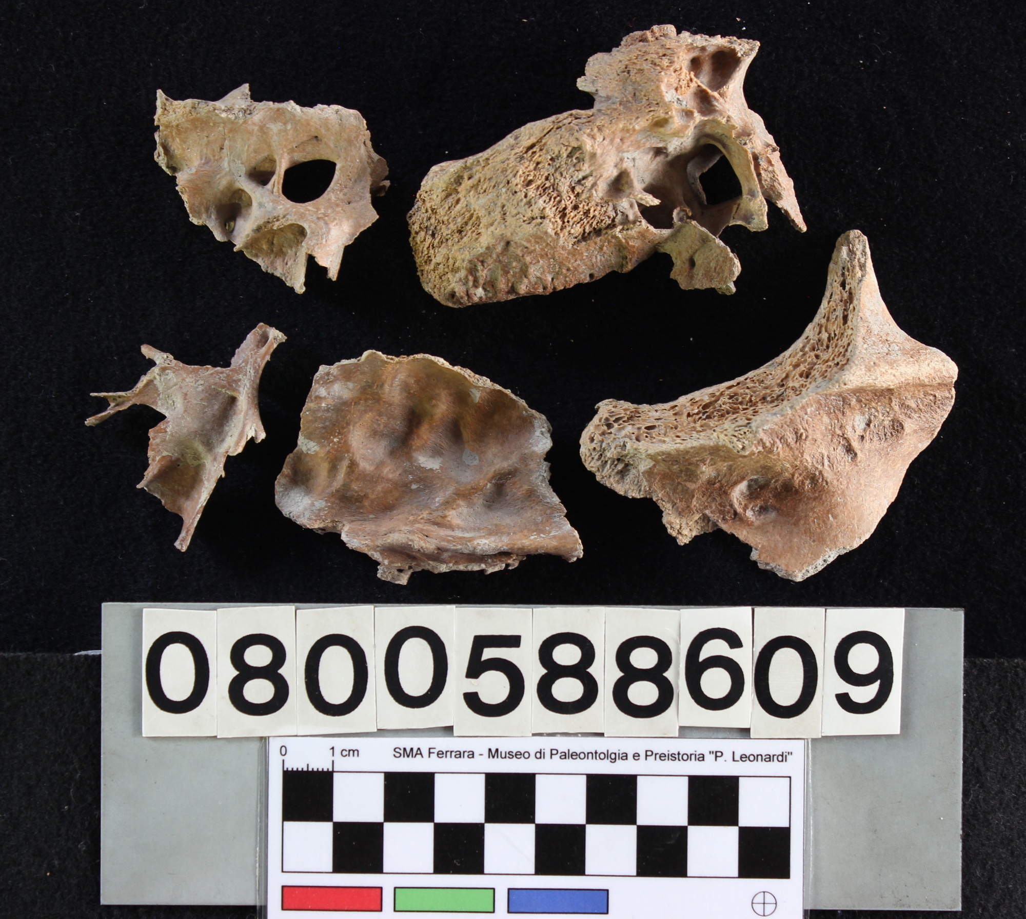 fossile (Bison priscus, cranio, esemplare)