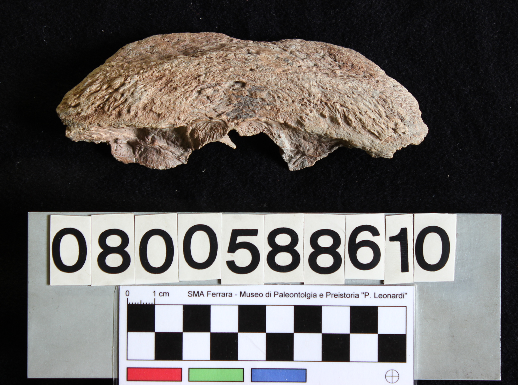 fossile (Bison priscus, occipitale, esemplare)