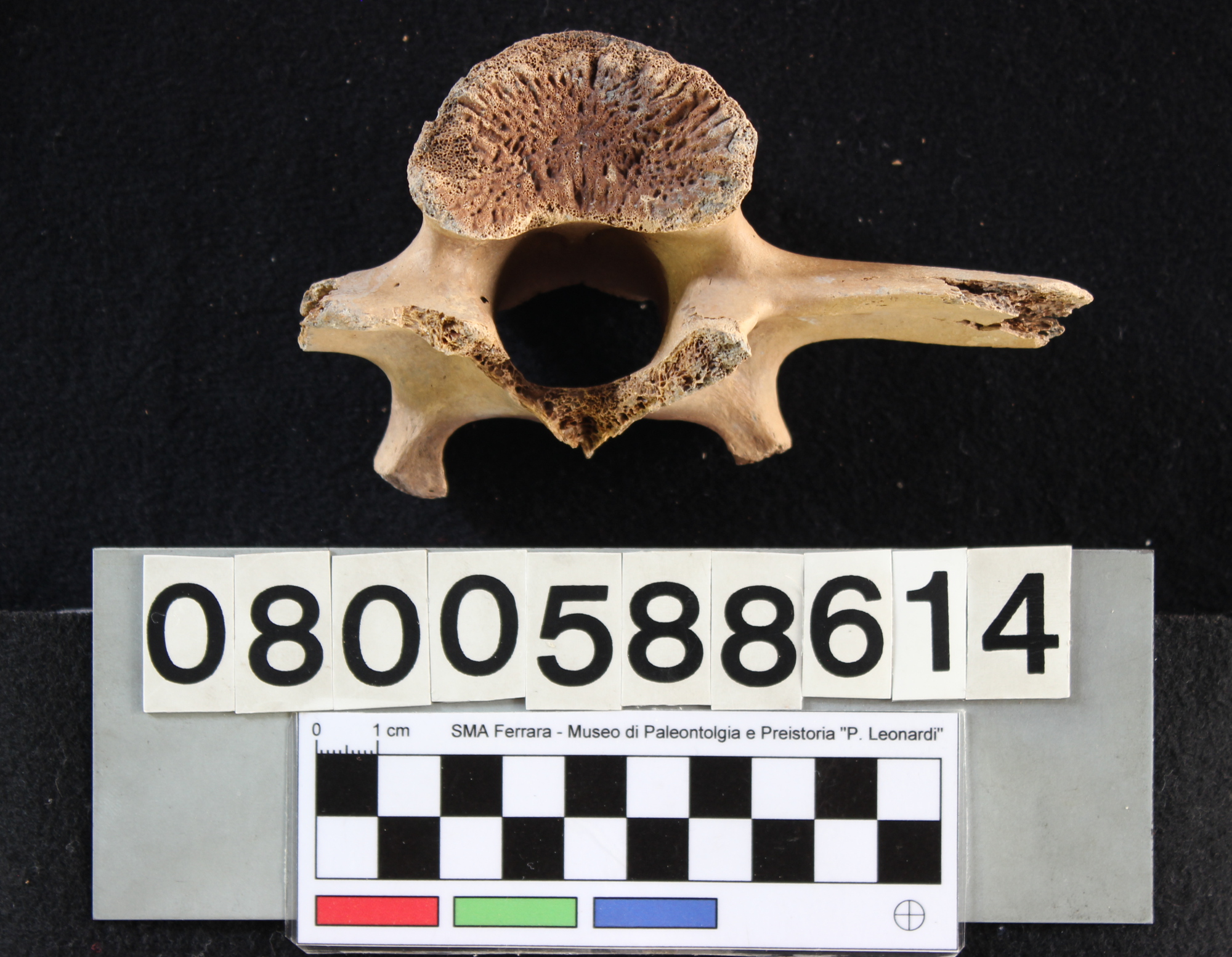 fossile (Indeterminato, vertebra lombare, esemplare)