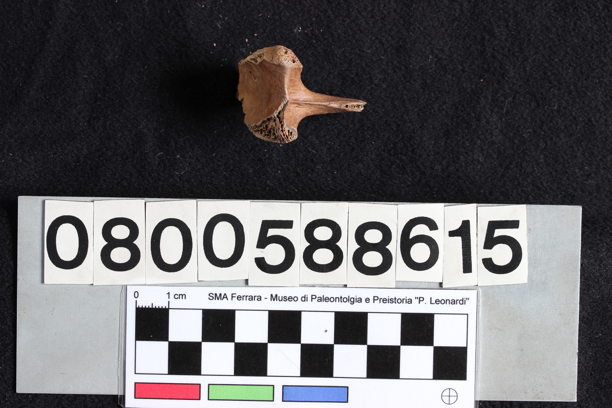 fossile (Indeterminato, vertebra, esemplare)