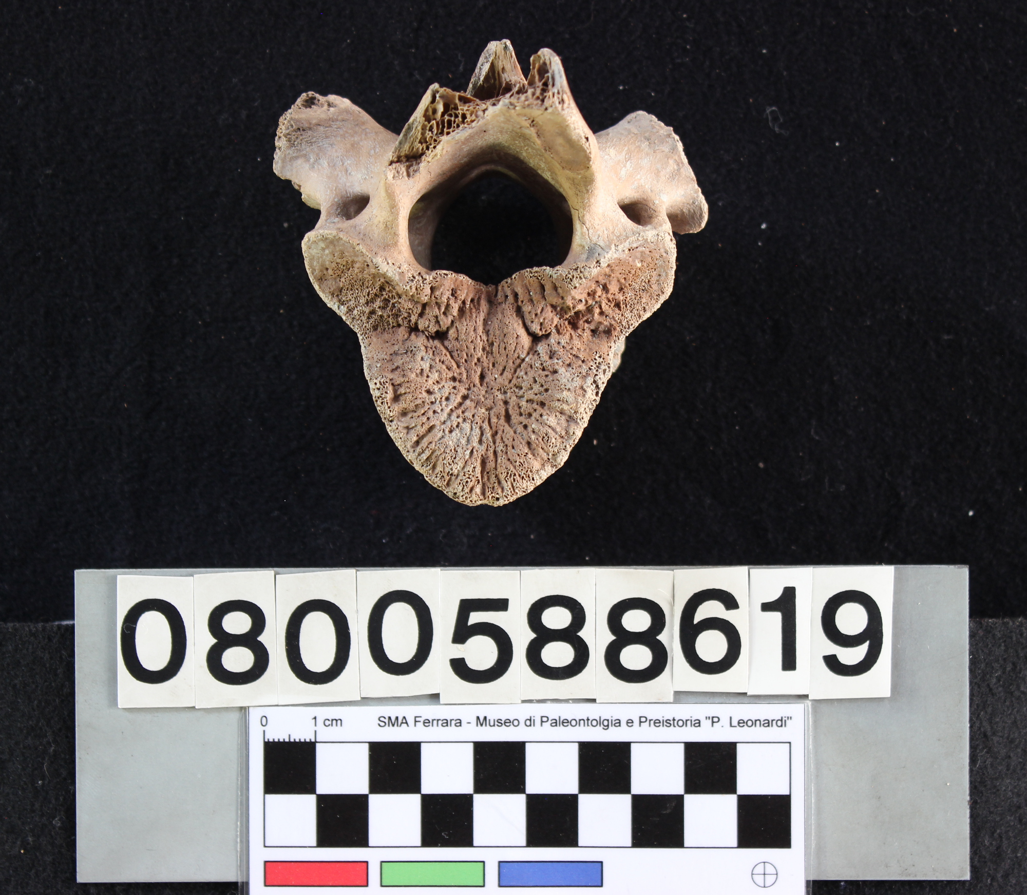 fossile (Indeterminato, vertebra toracica, esemplare)