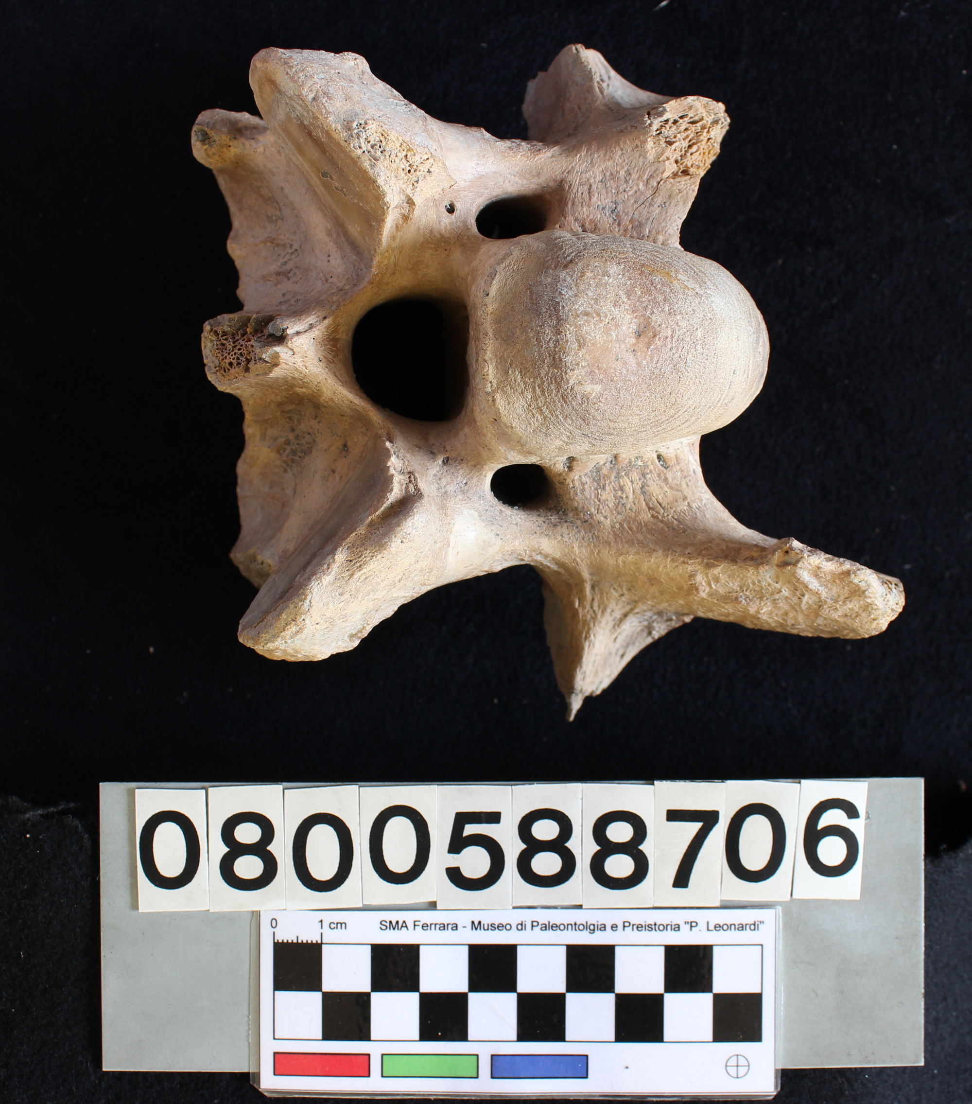 fossile (Indeterminato, vertebra cervicale, esemplare)