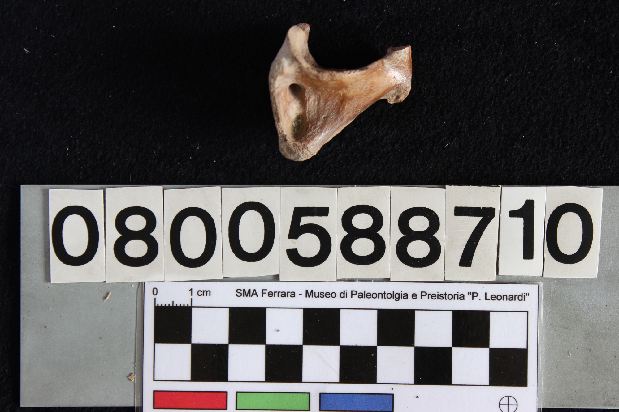 fossile (Indeterminato, atlante, esemplare)