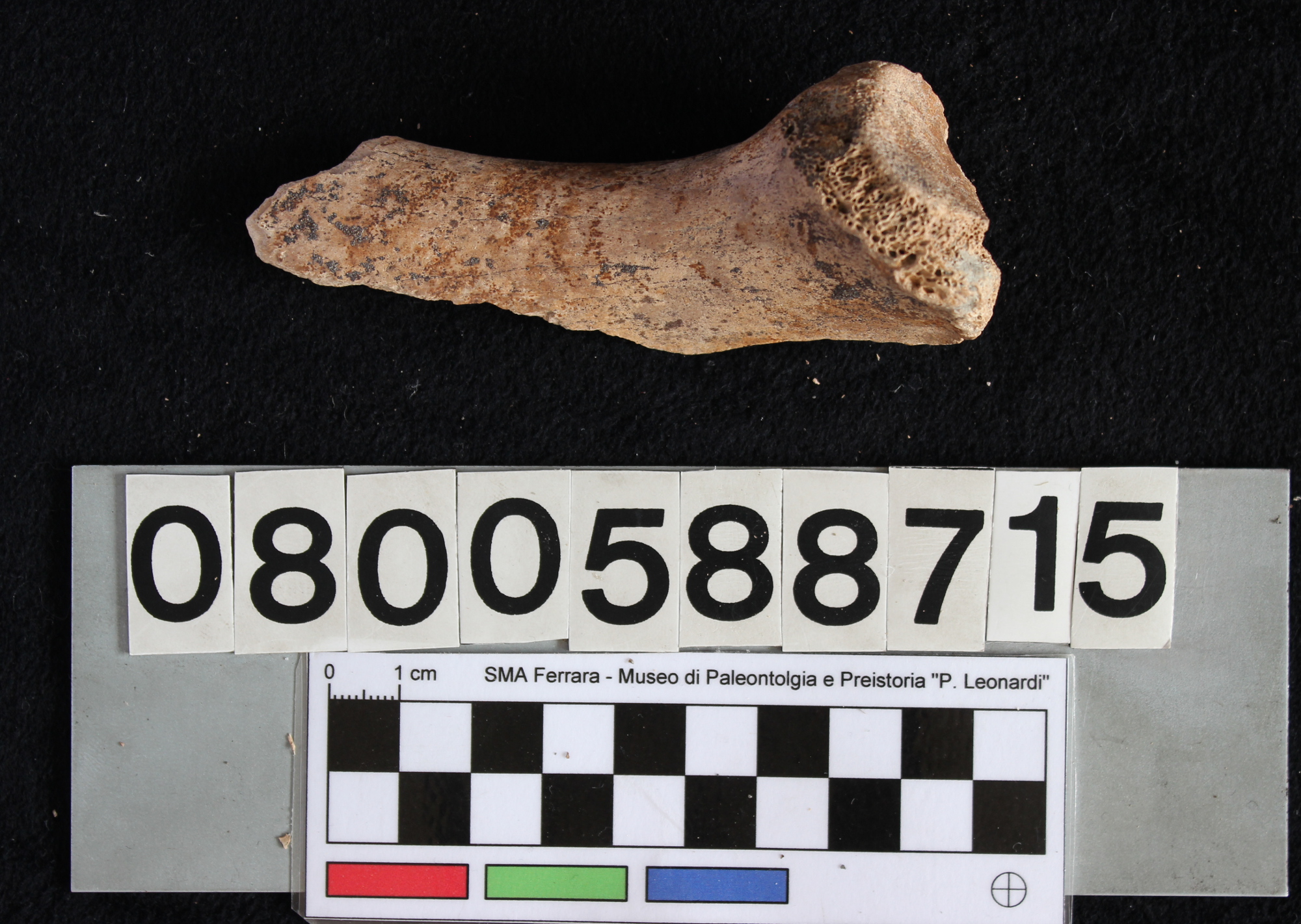 fossile (Indeterminato, ischio, esemplare)