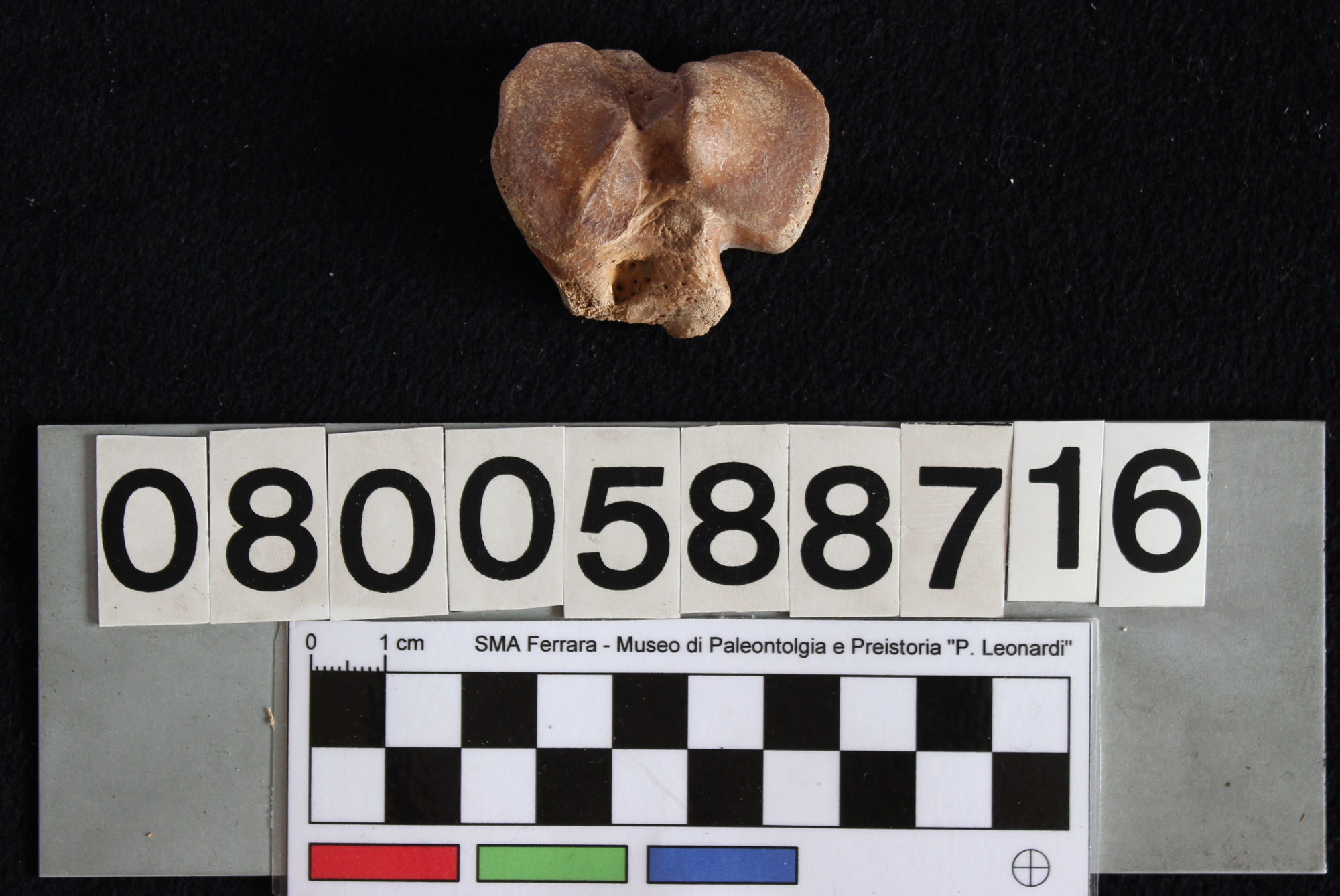 fossile (Capra vel Ovis, tibia, esemplare)