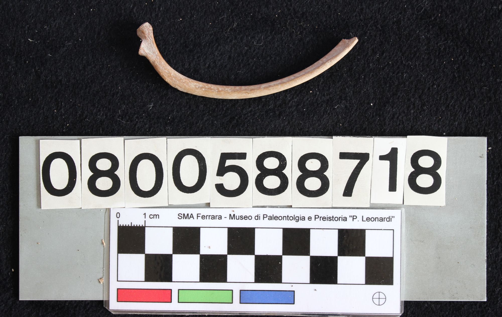 fossile (Indeterminato, costa, esemplare)