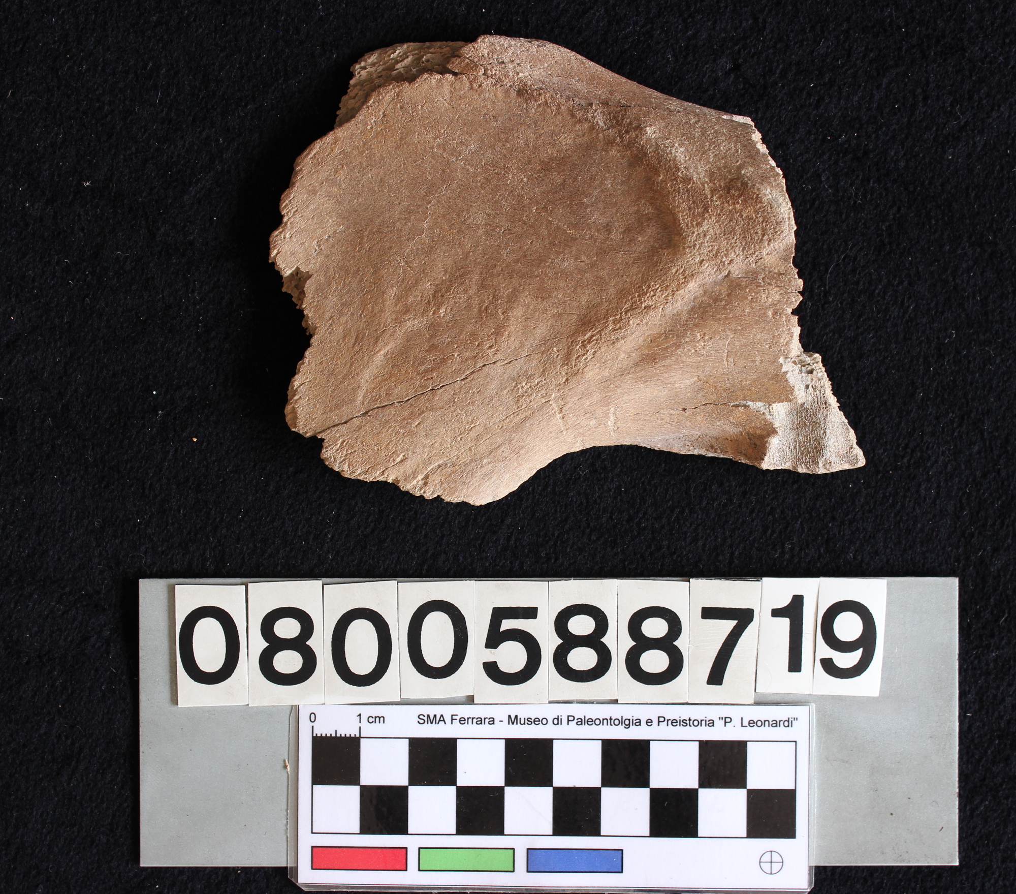 fossile (Indeterminato, bacino, esemplare)