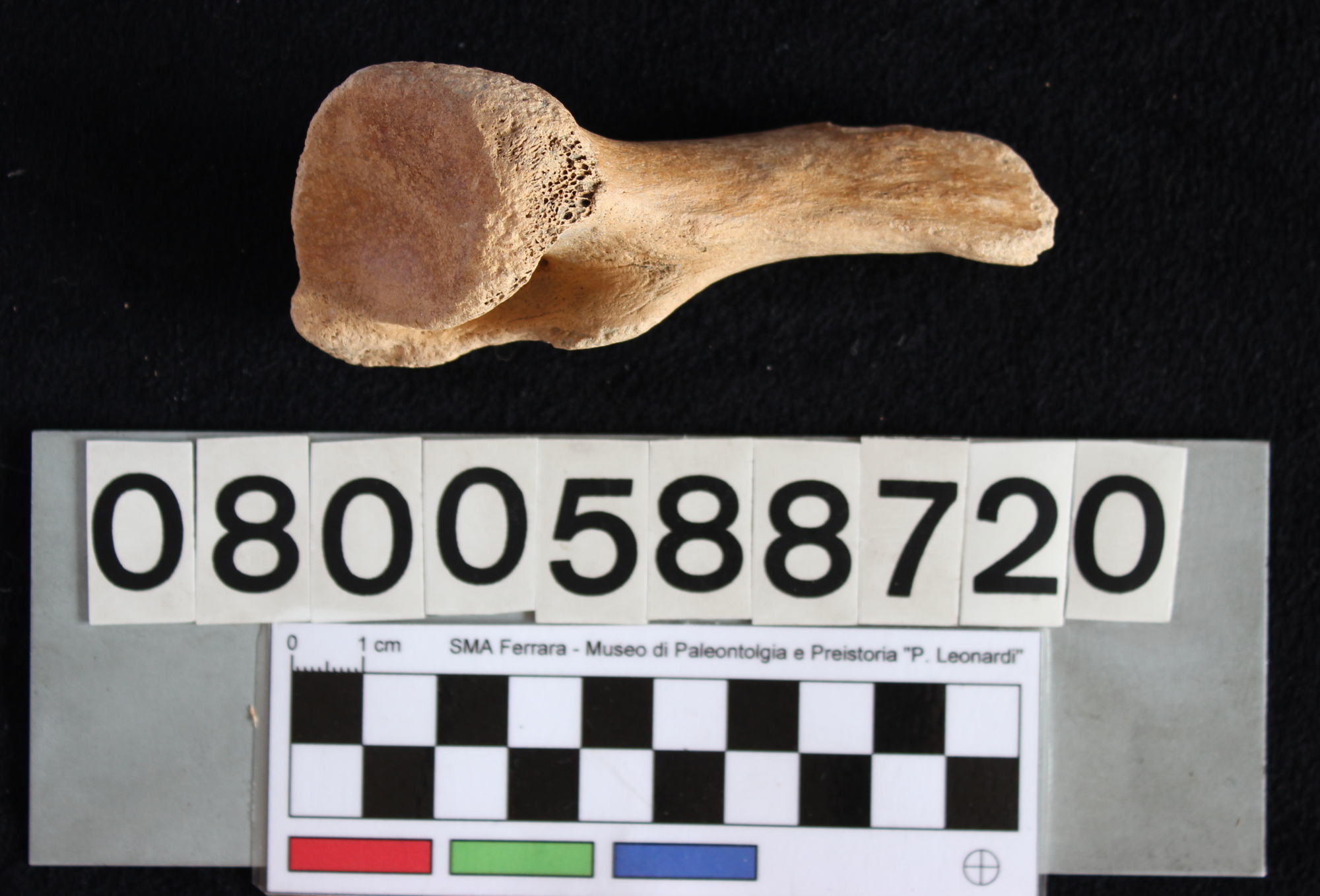 fossile (Indeterminato, ischio, esemplare)