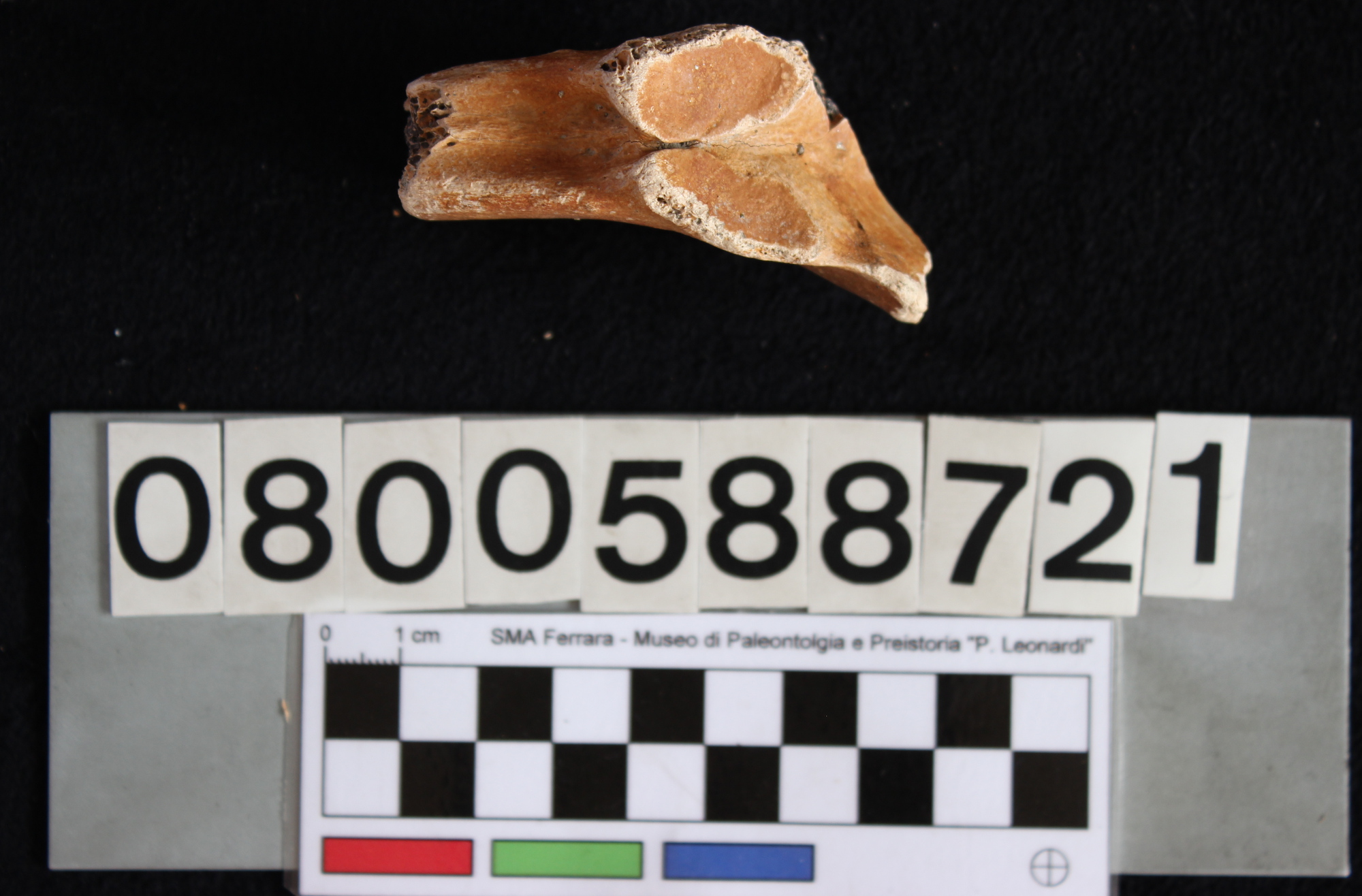 fossile (Indeterminato, vertebra toracica, esemplare)