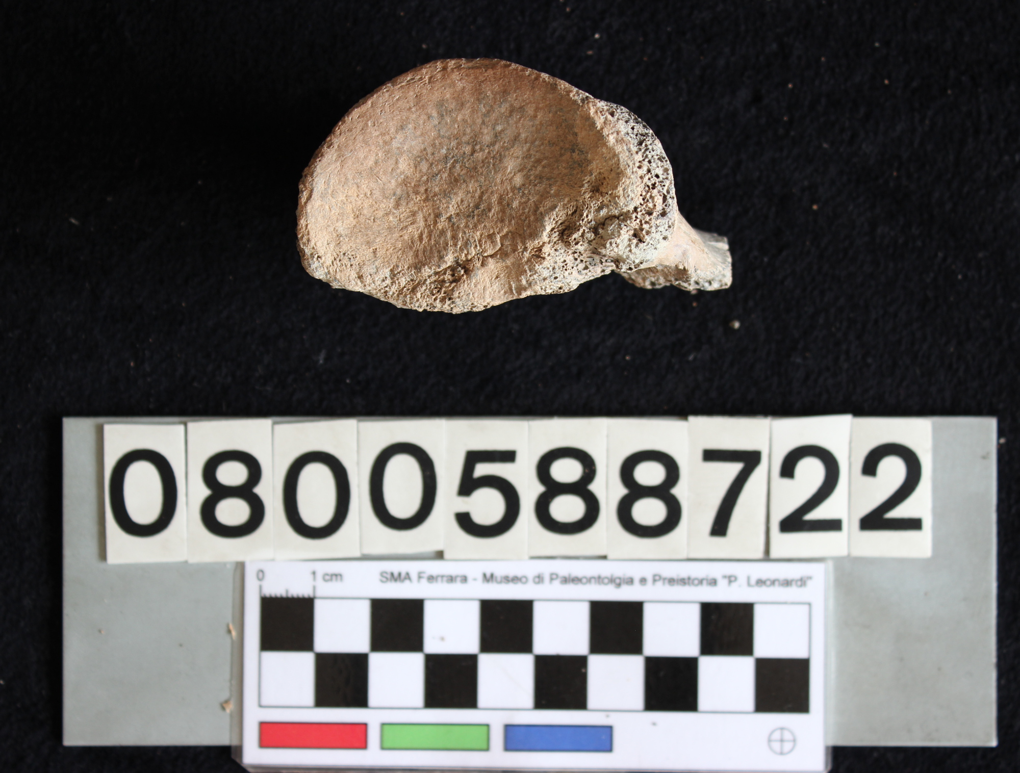 fossile (Indeterminato, vertebra, esemplare)