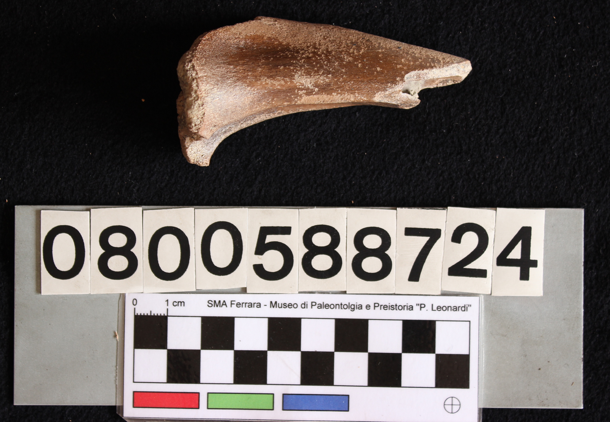 fossile (Sus domesticus, tibia, esemplare)