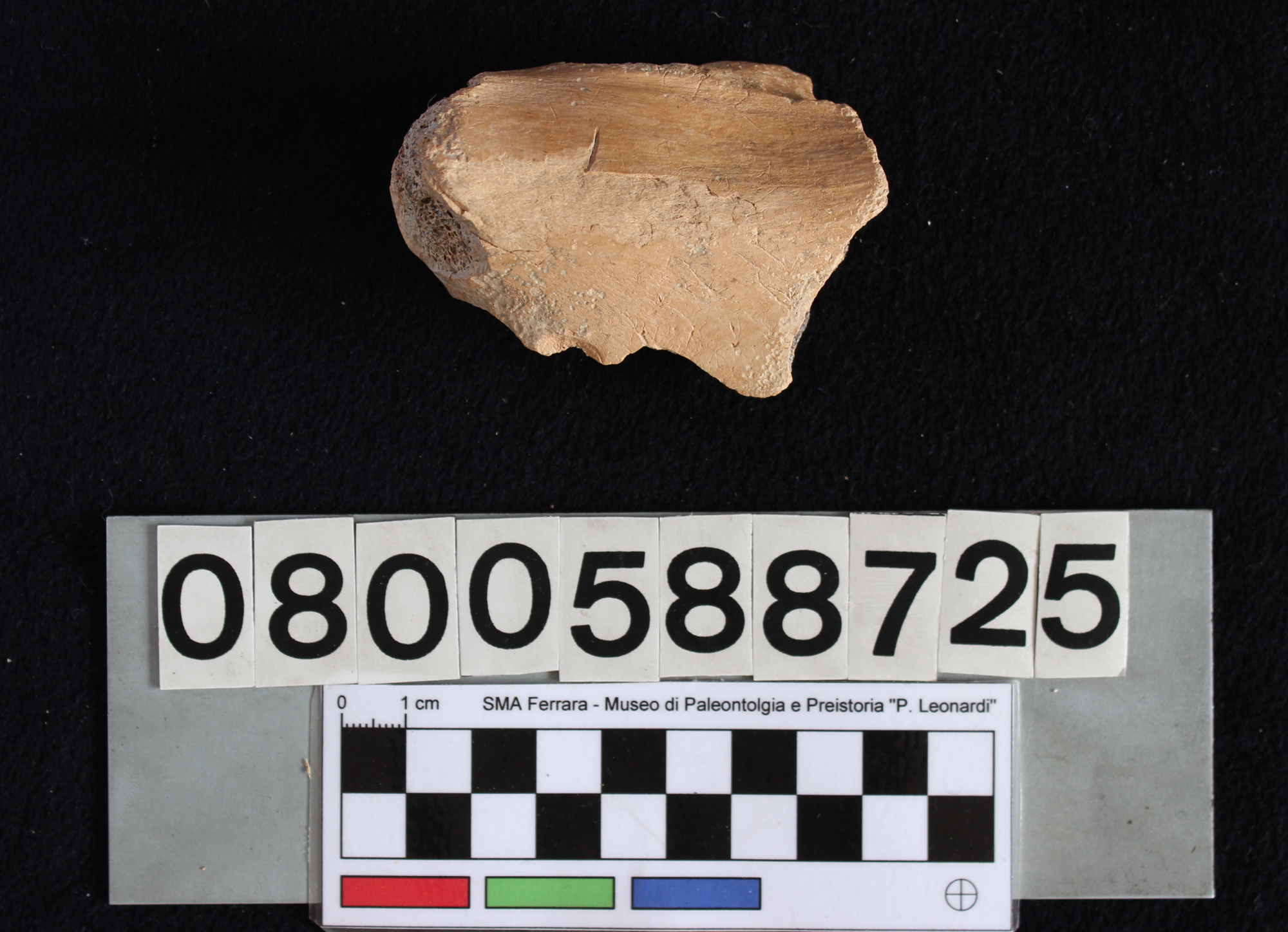 fossile (Indeterminato, ischio, esemplare)