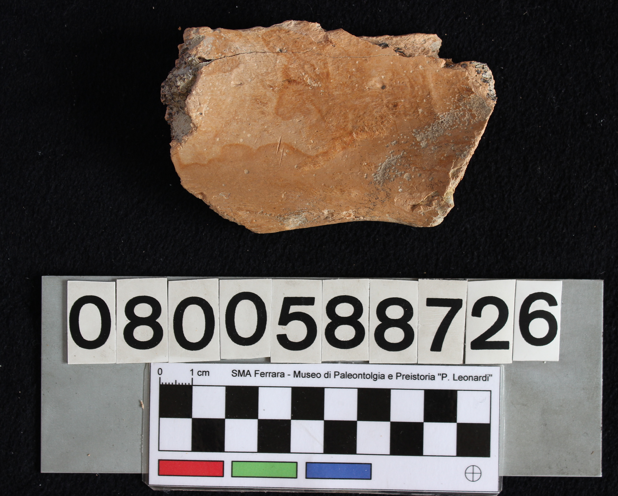 fossile (Indeterminato, bacino, esemplare)