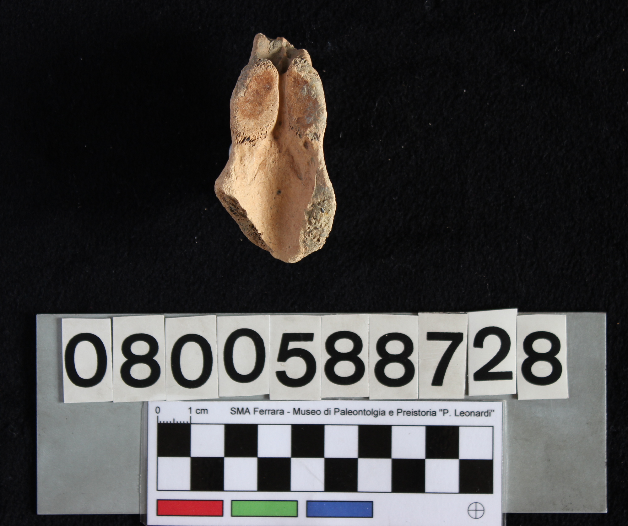 fossile (Indeterminato, vertebra, esemplare)