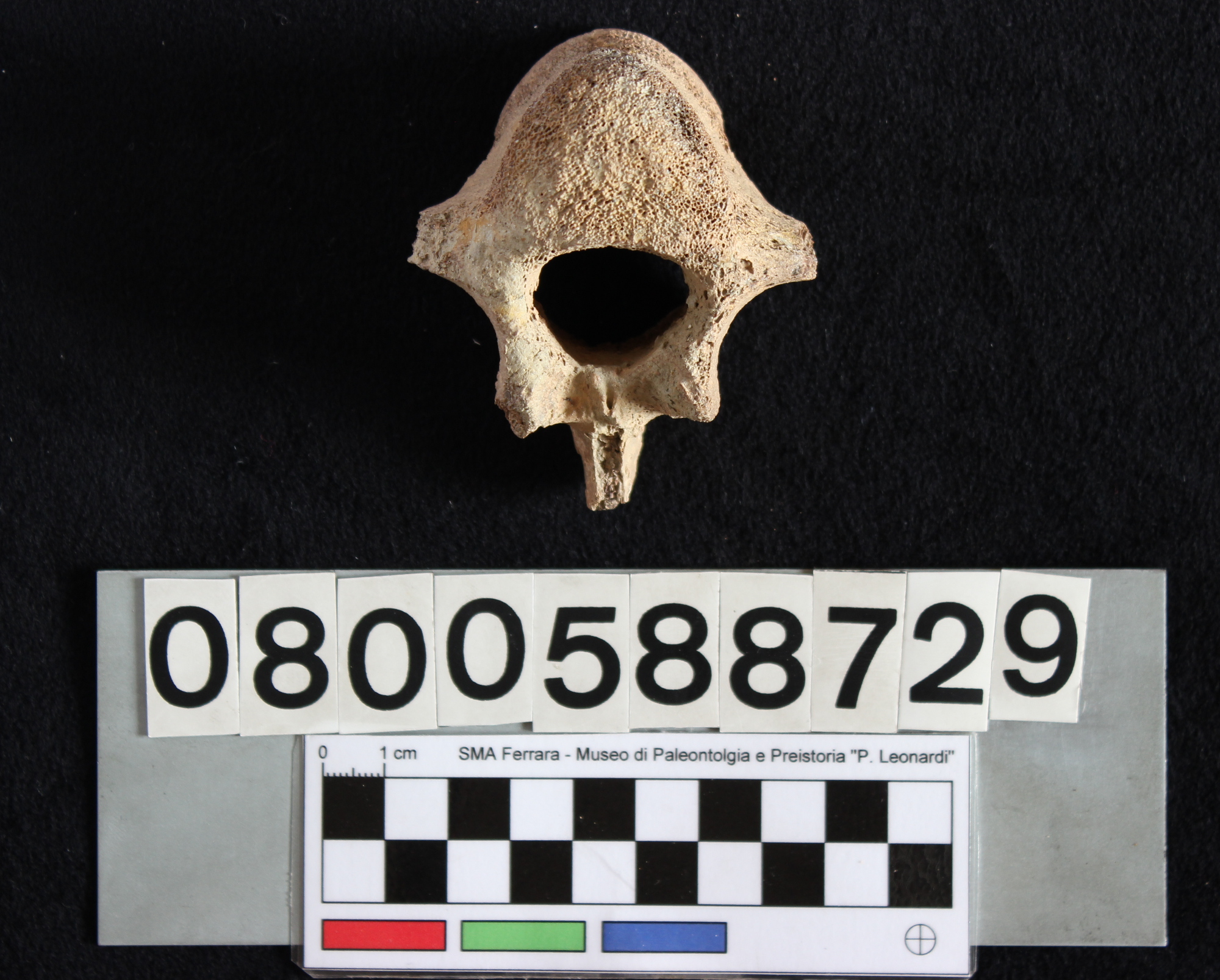 fossile (Indeterminato, vertebra, esemplare)