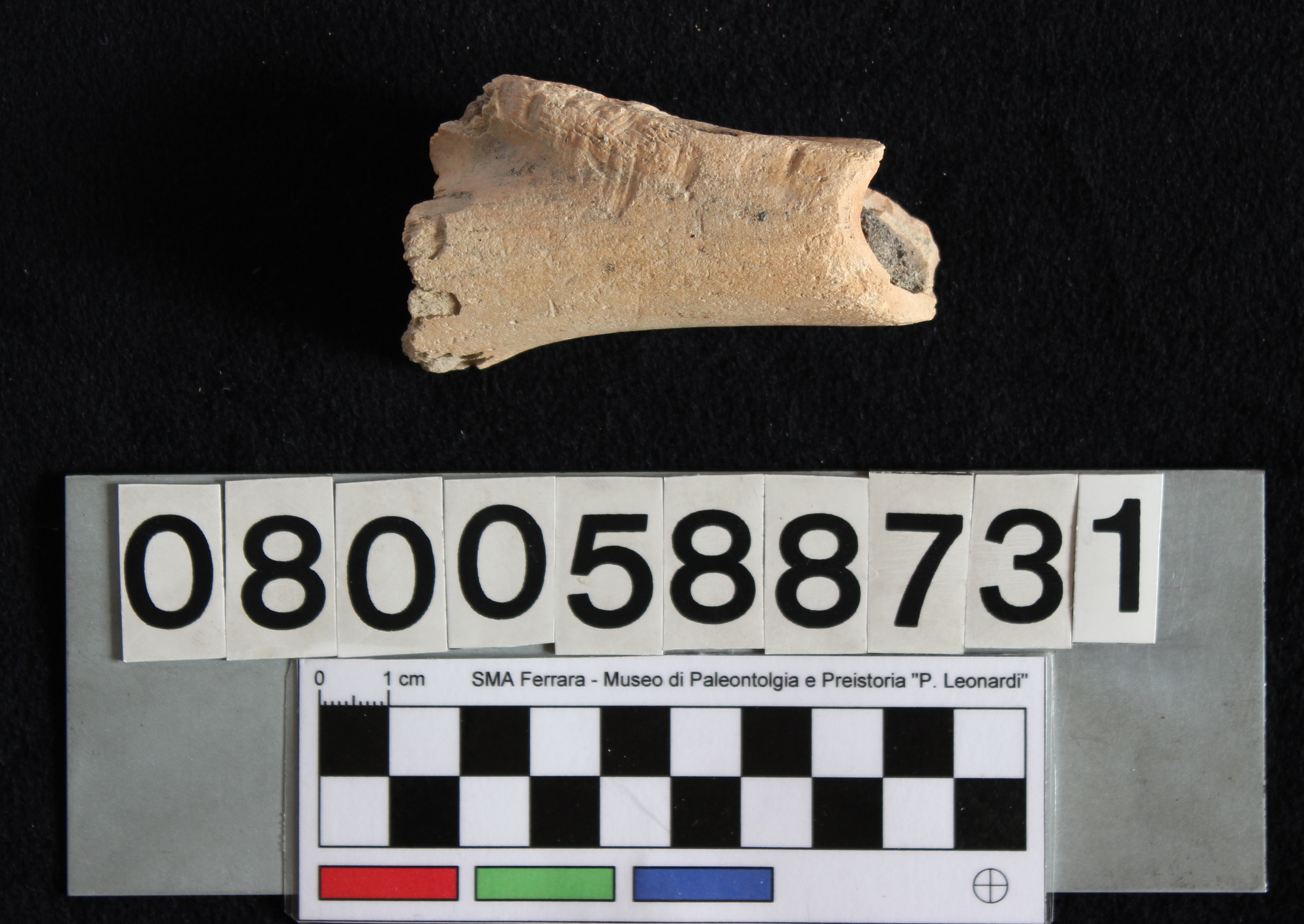 fossile (Indeterminato, omero, esemplare)