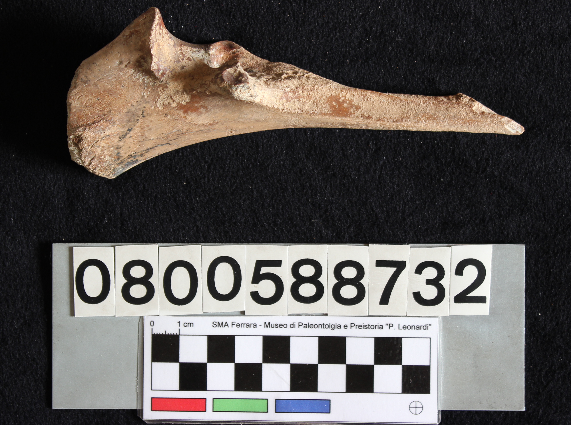 fossile (Indeterminato, ulna, esemplare)