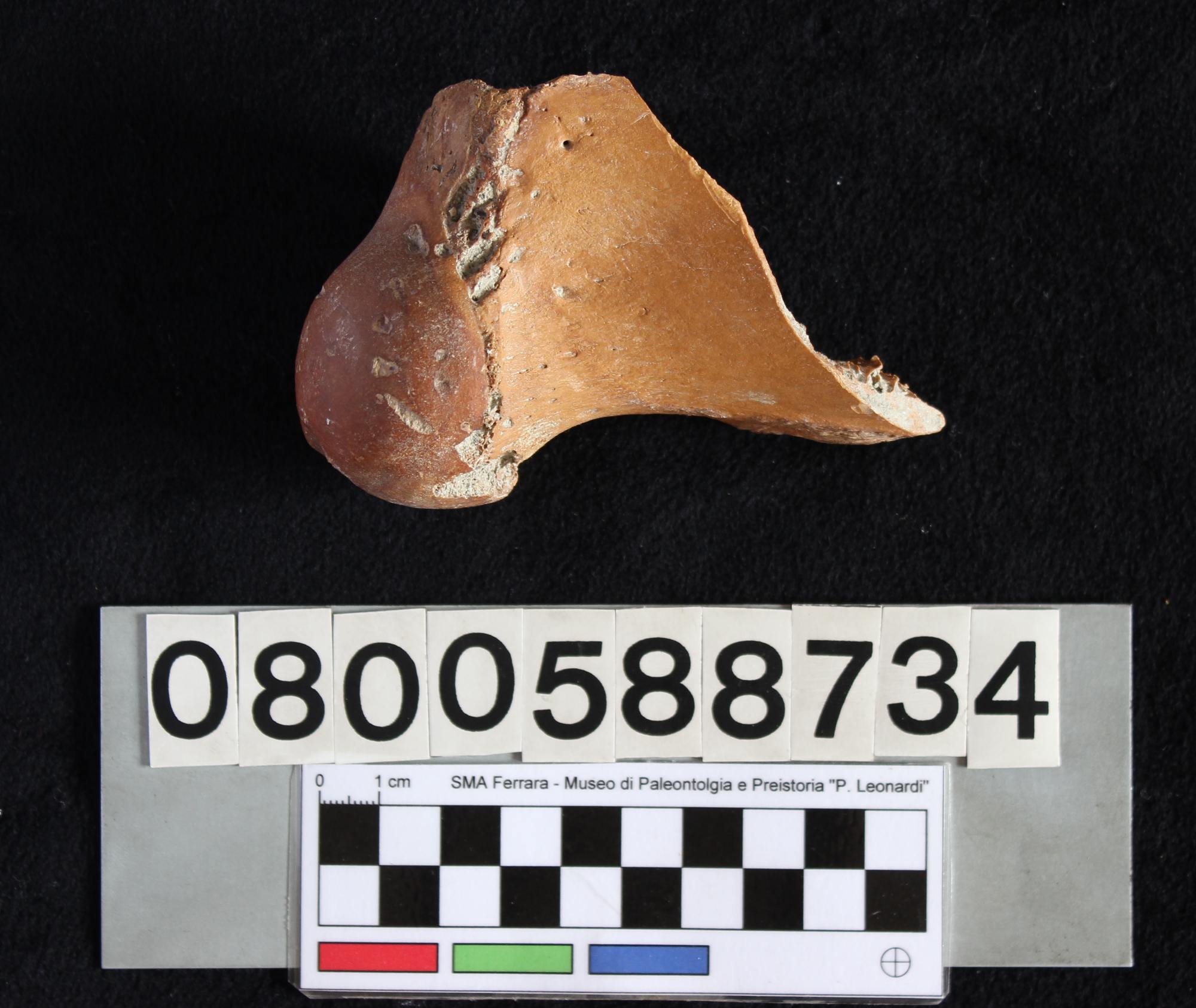 fossile (Bos vel Bison, femore, esemplare)