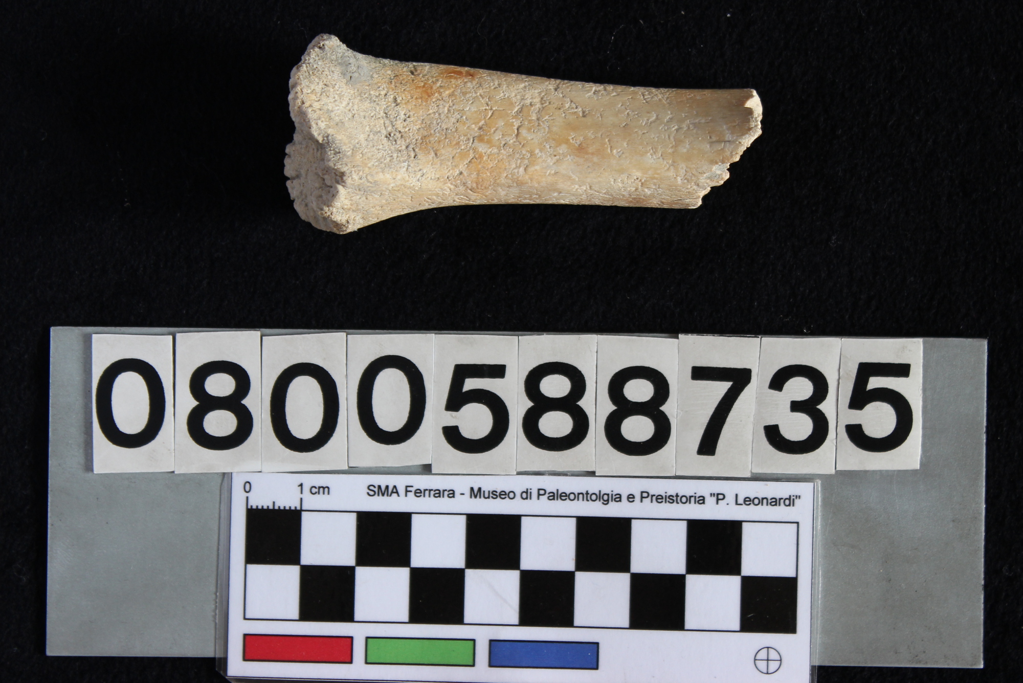 fossile (Sus scrofa, tibia, esemplare)