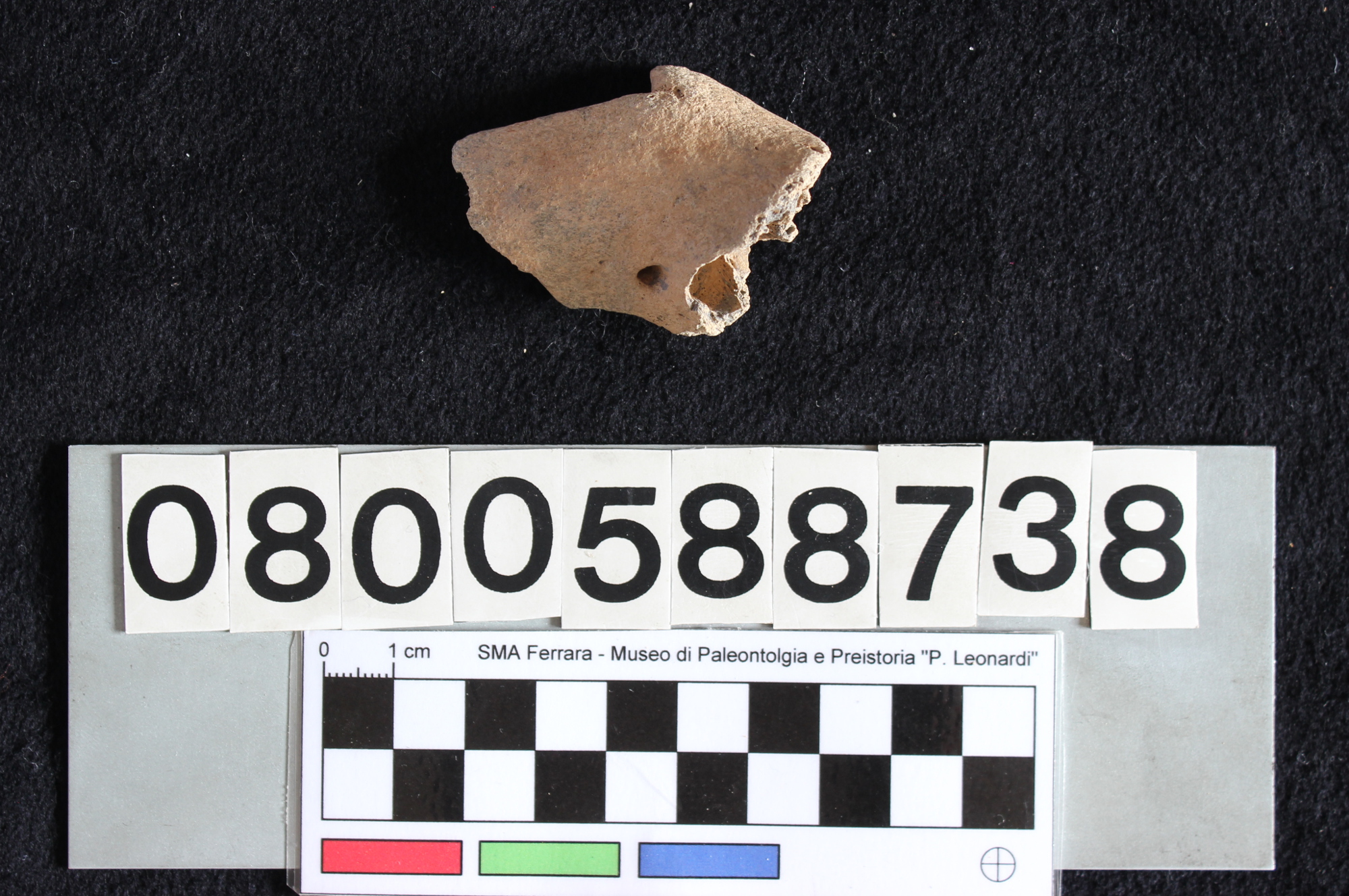 fossile (Sus scrofa, mandibola, esemplare)