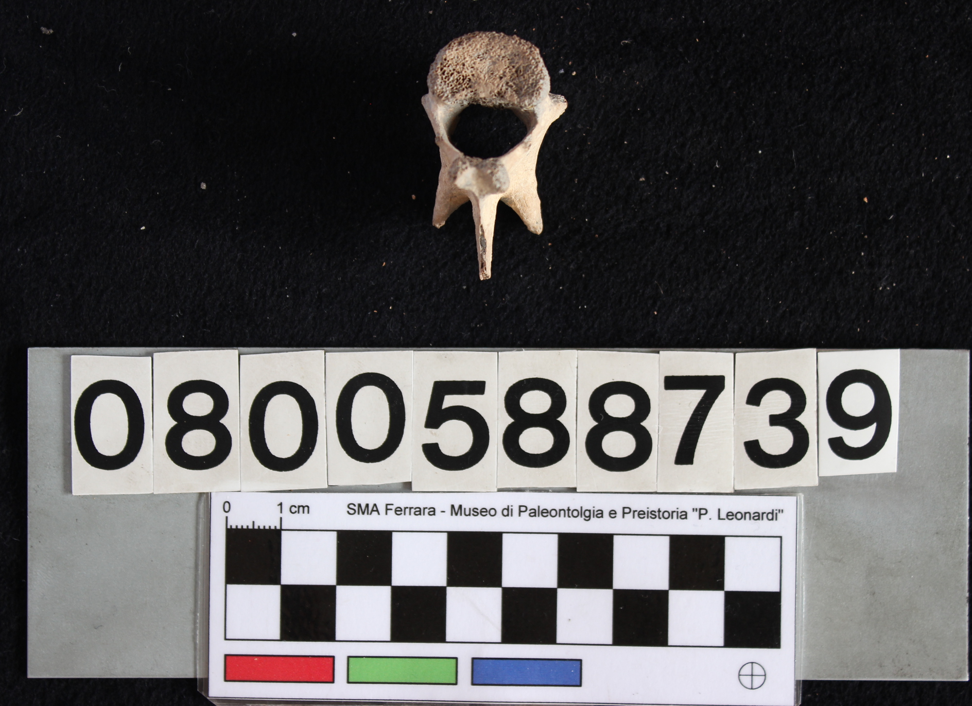 fossile (Indeterminato, vertebra lombare, esemplare)