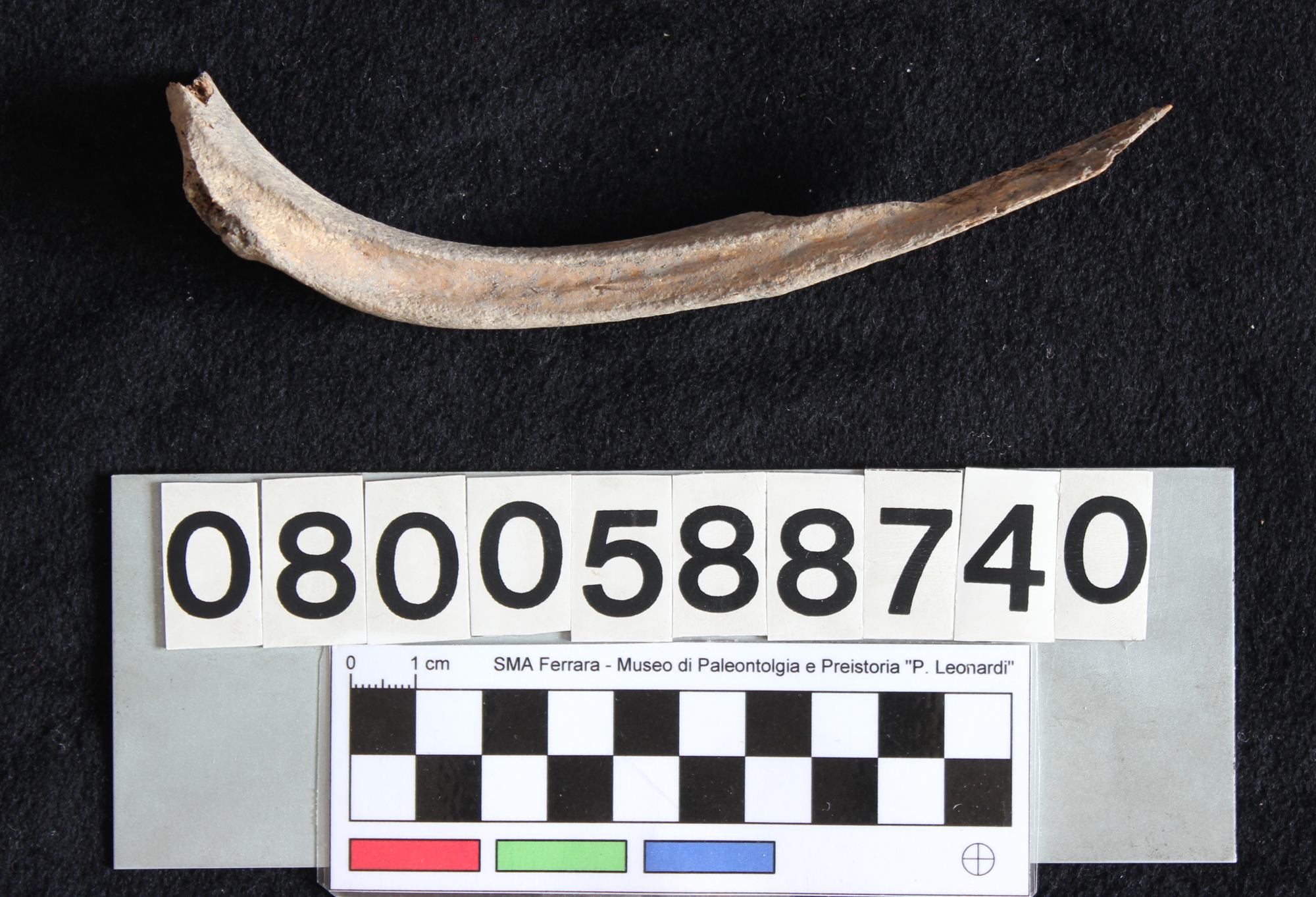 fossile (Indeterminato, costa, esemplare)