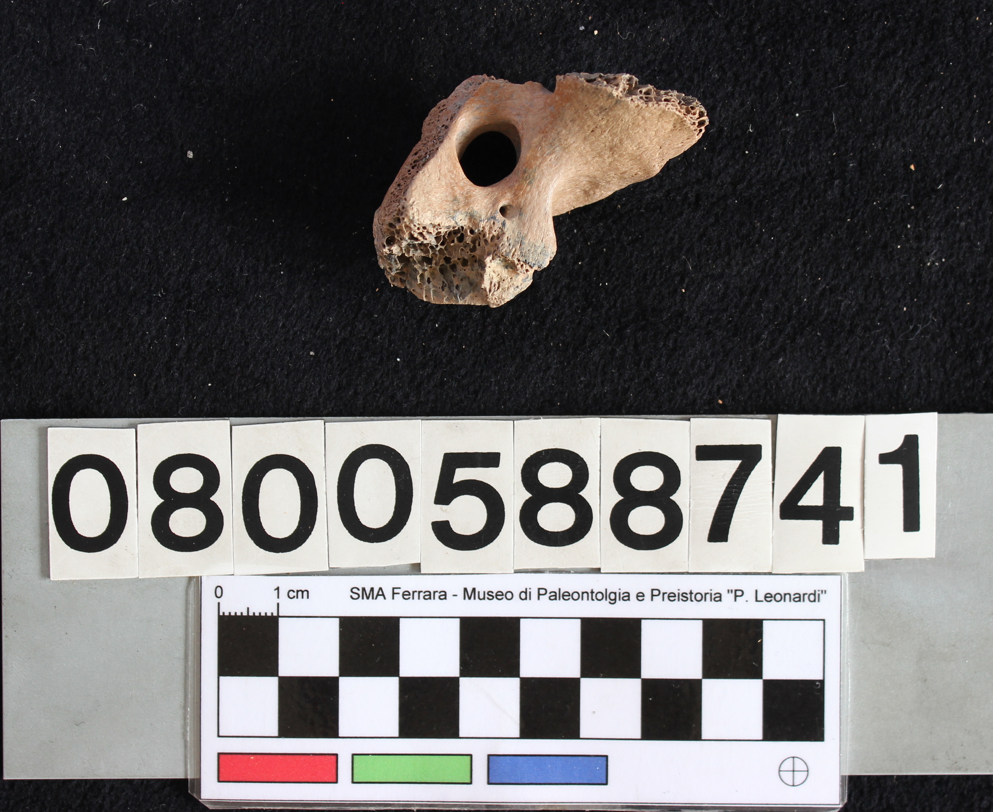 fossile (Indeterminato, vertebra, esemplare)