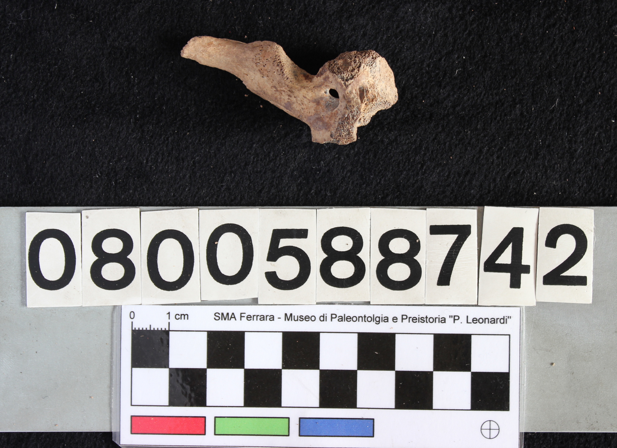 fossile (Indeterminato, vertebra, esemplare)