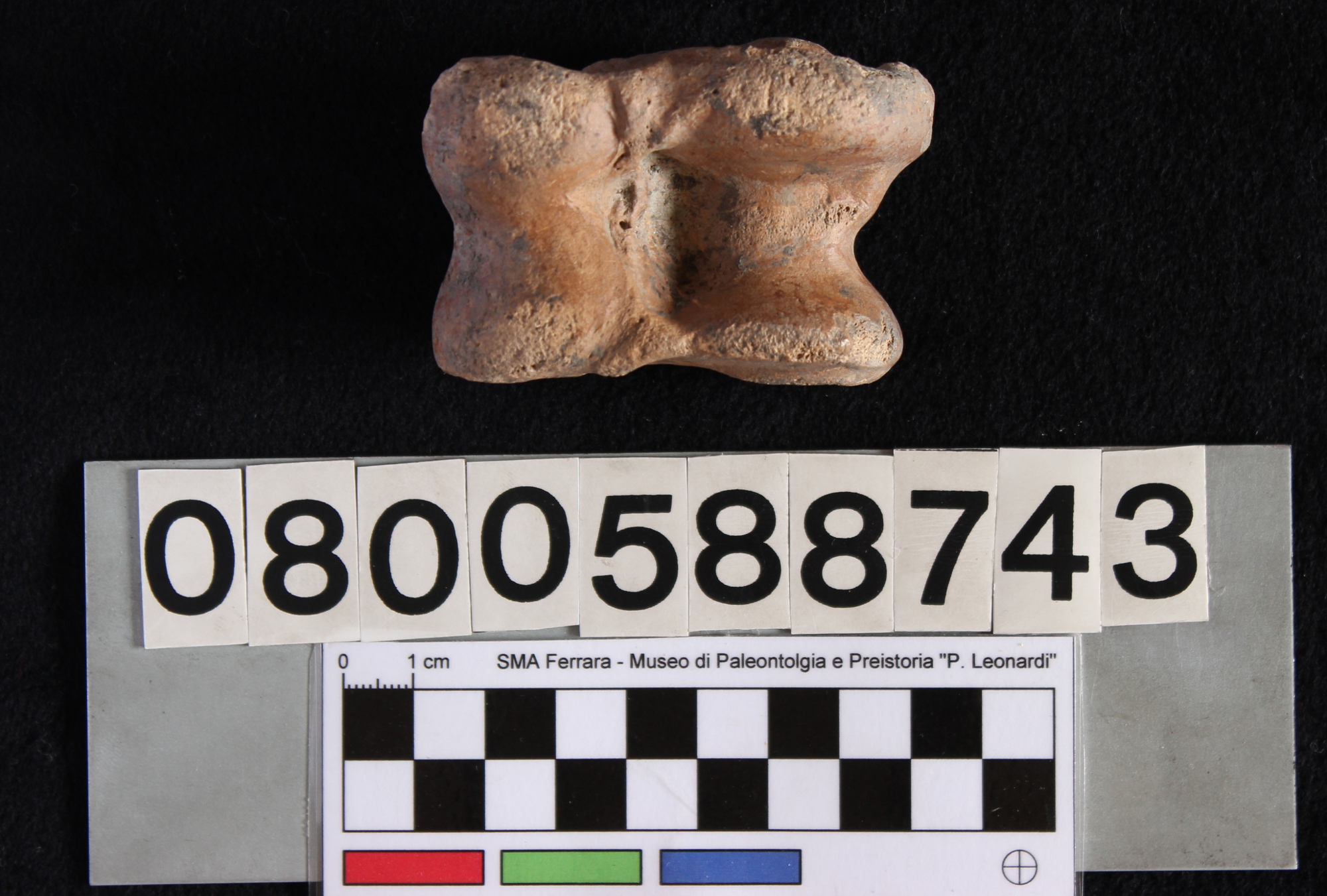 fossile (Bovidae cf. Bison, astragalo, esemplare)