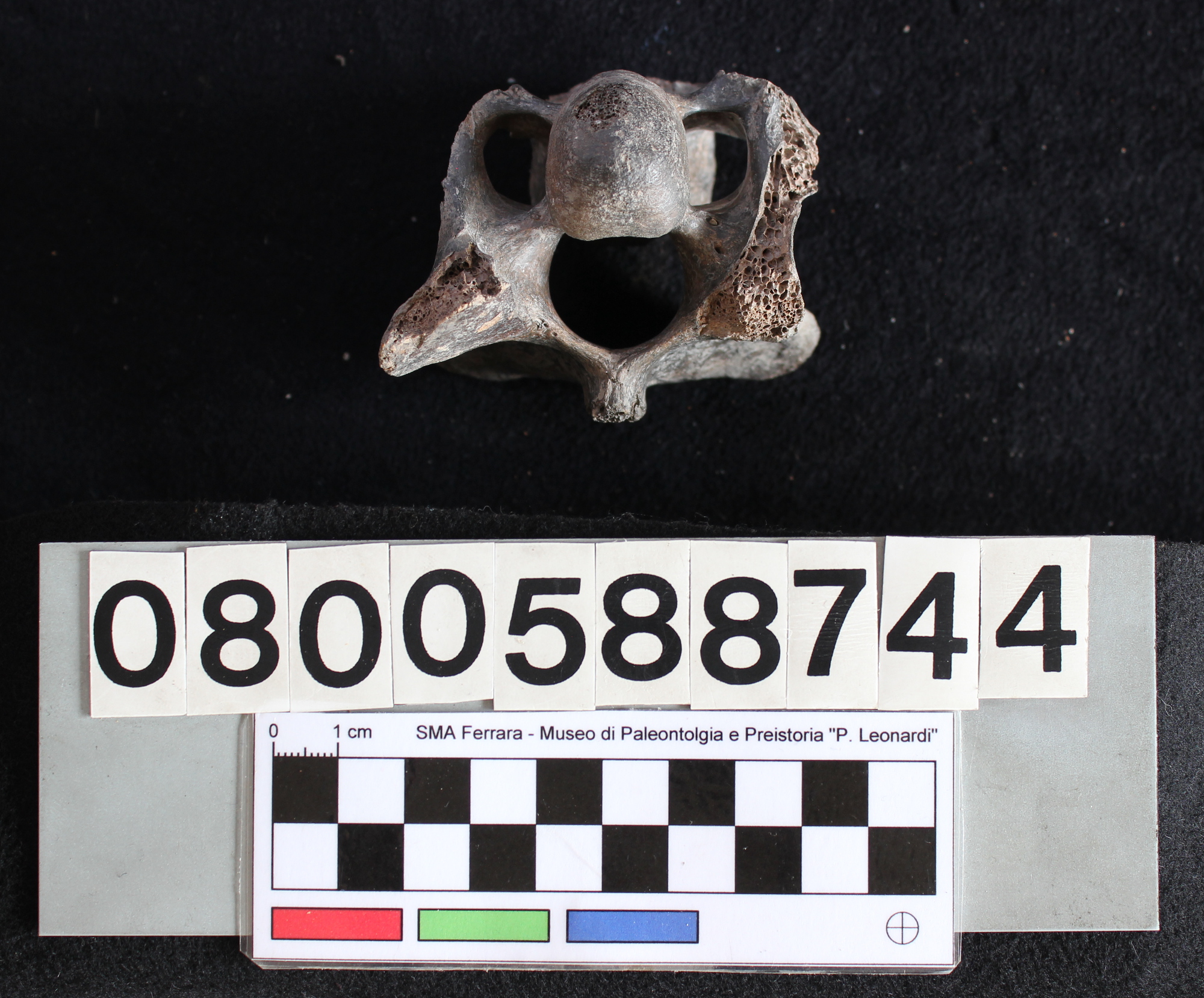 fossile (Indeterminato, vertebra cervicale, esemplare)