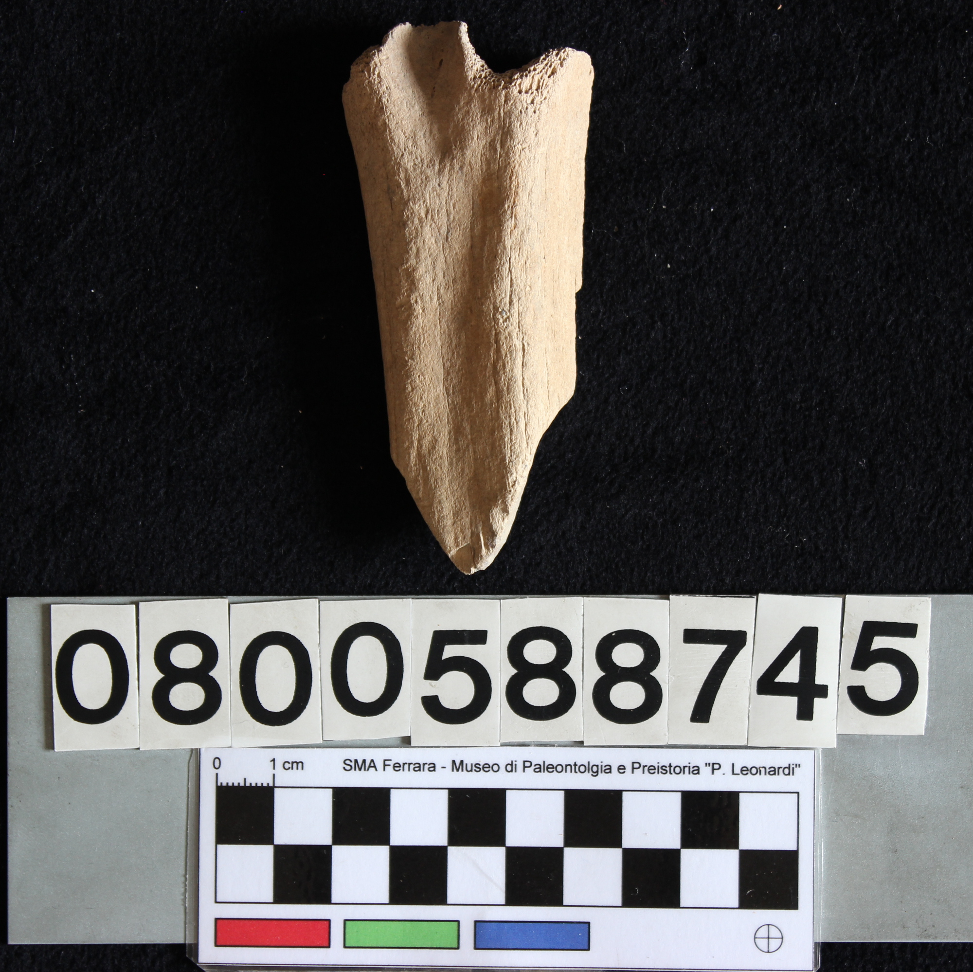 fossile (Indeterminato, metatarso, esemplare)