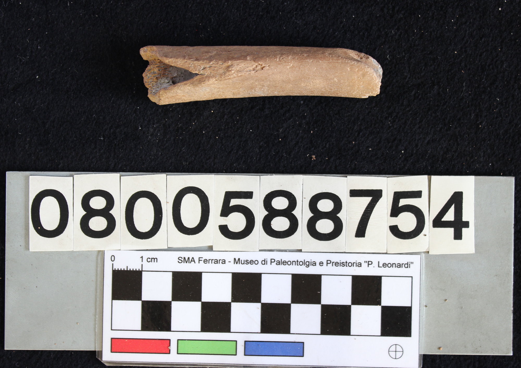 fossile (Indeterminato, diafisi, esemplare)