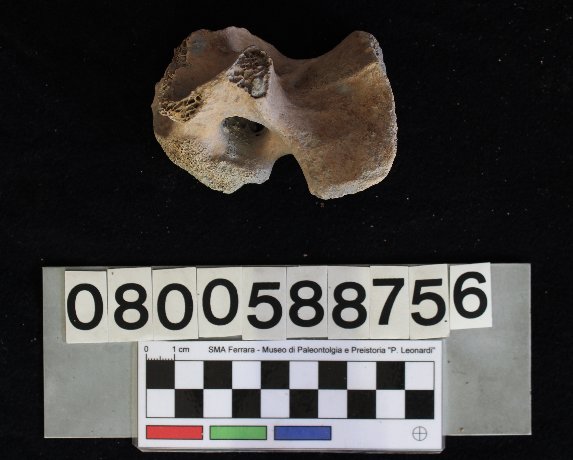 fossile (Indeterminato, vertebra, esemplare)