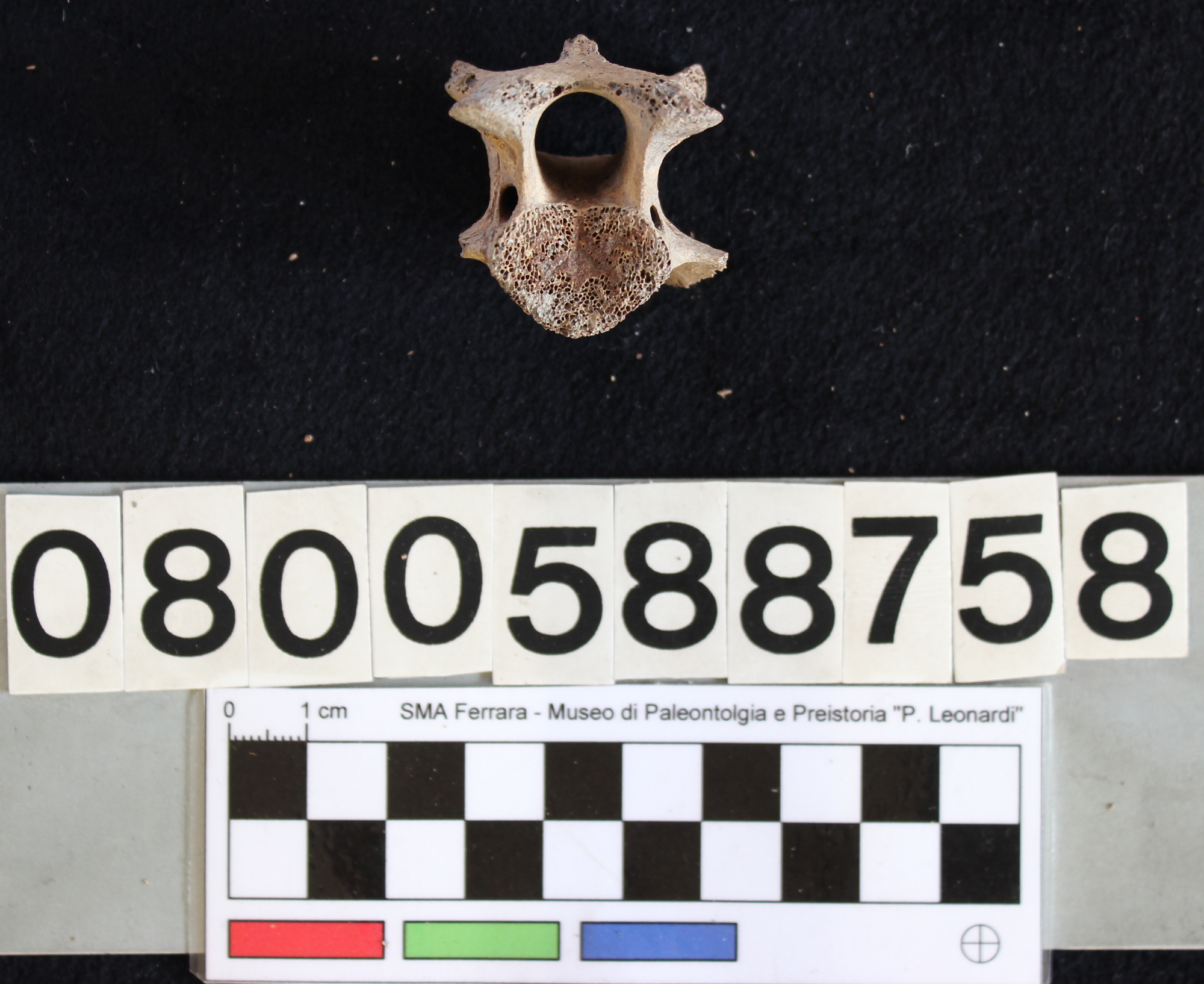 fossile (Indeterminato, vertebra, esemplare)