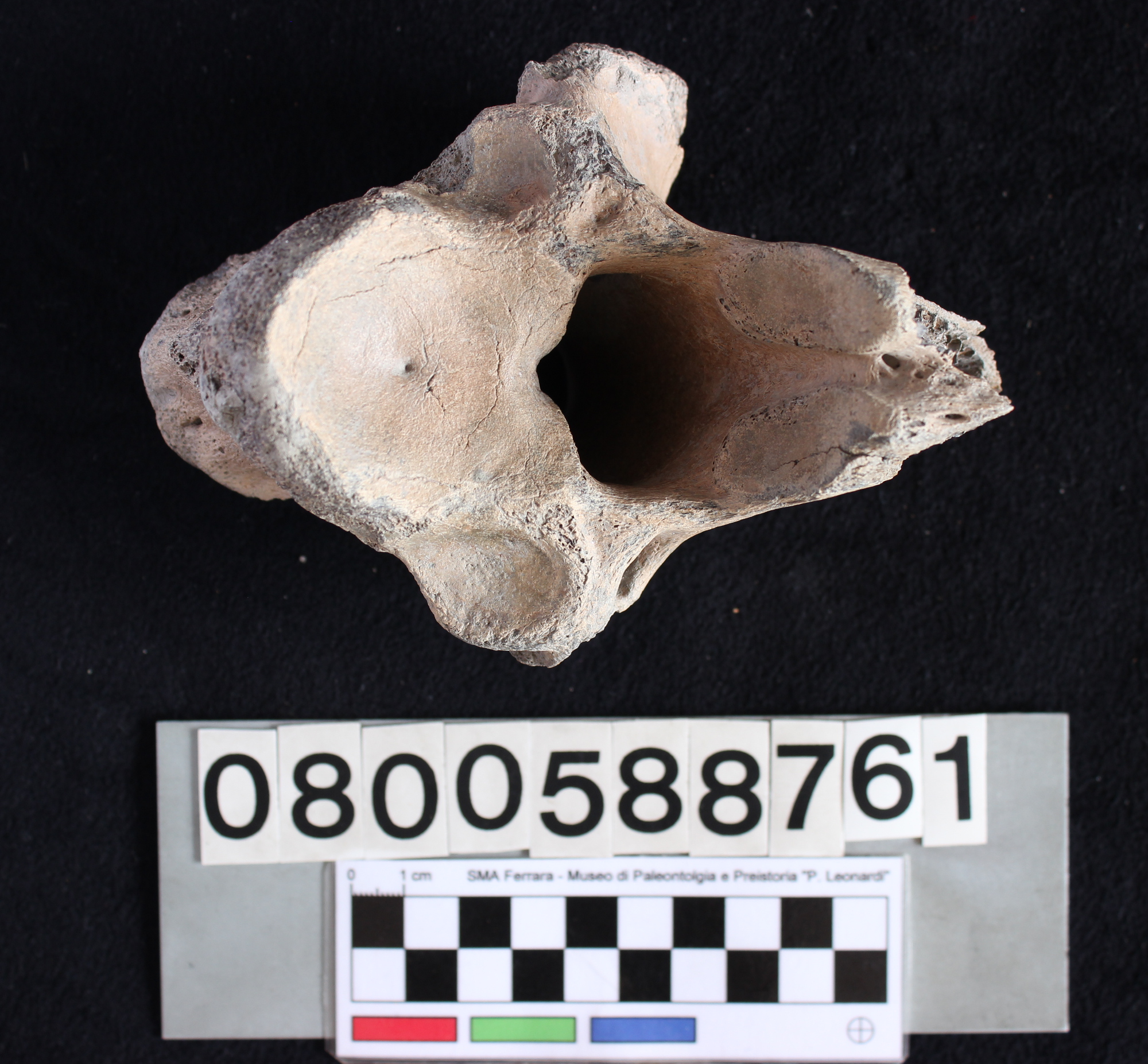 fossile (Indeterminato, vertebra, esemplare)