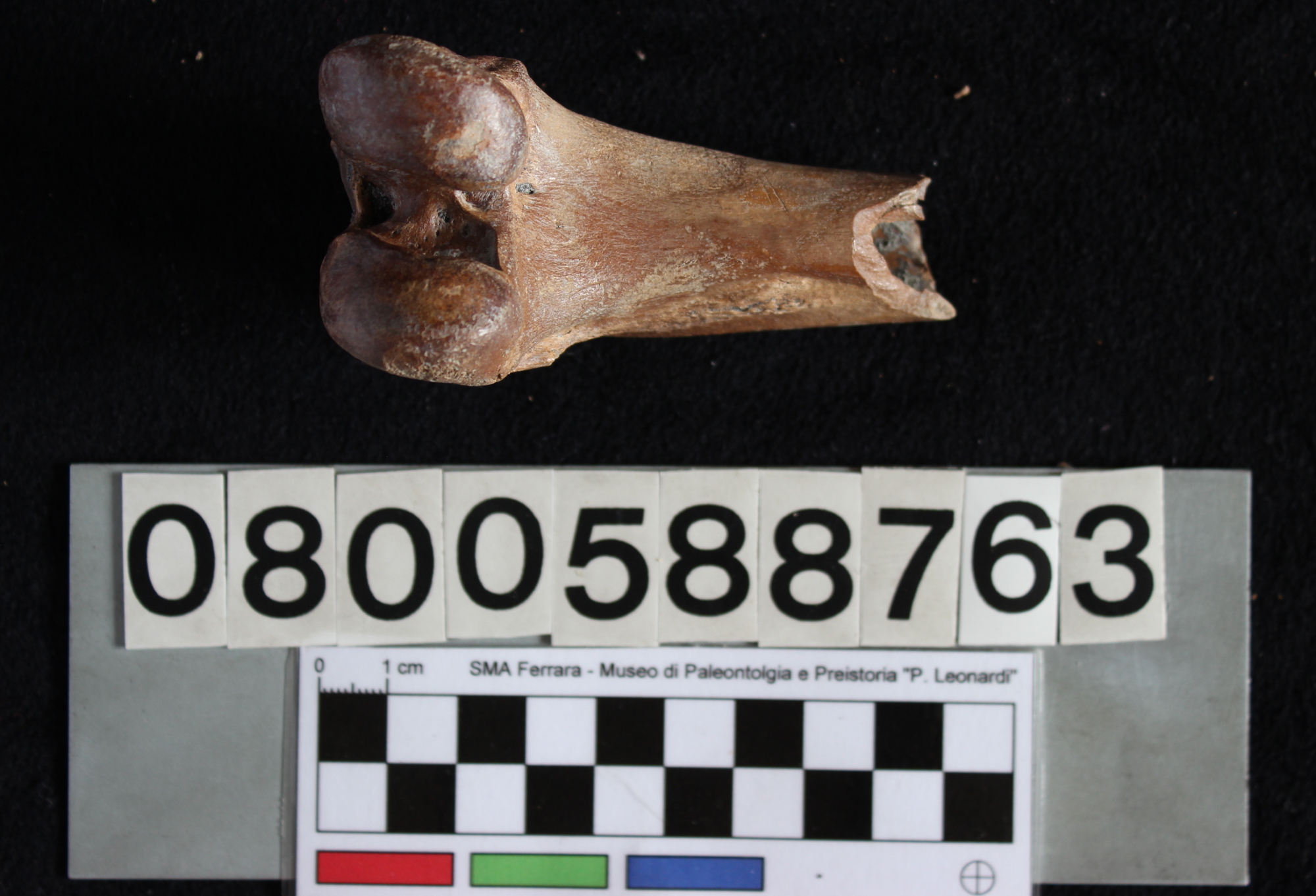 fossile (Capra vel Ovis, femore, esemplare)