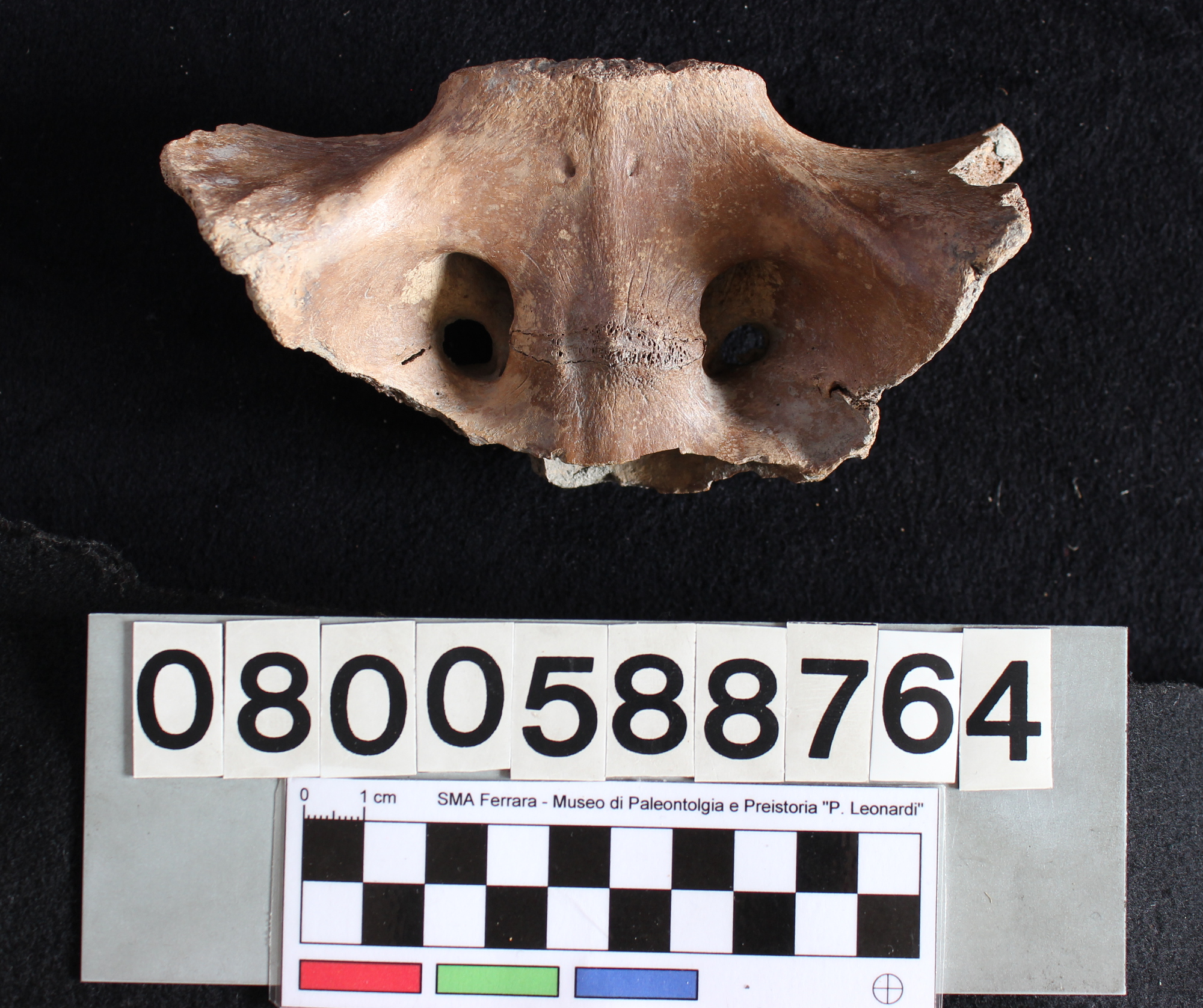 fossile (Bovidae cf. Bos, sacro, esemplare)