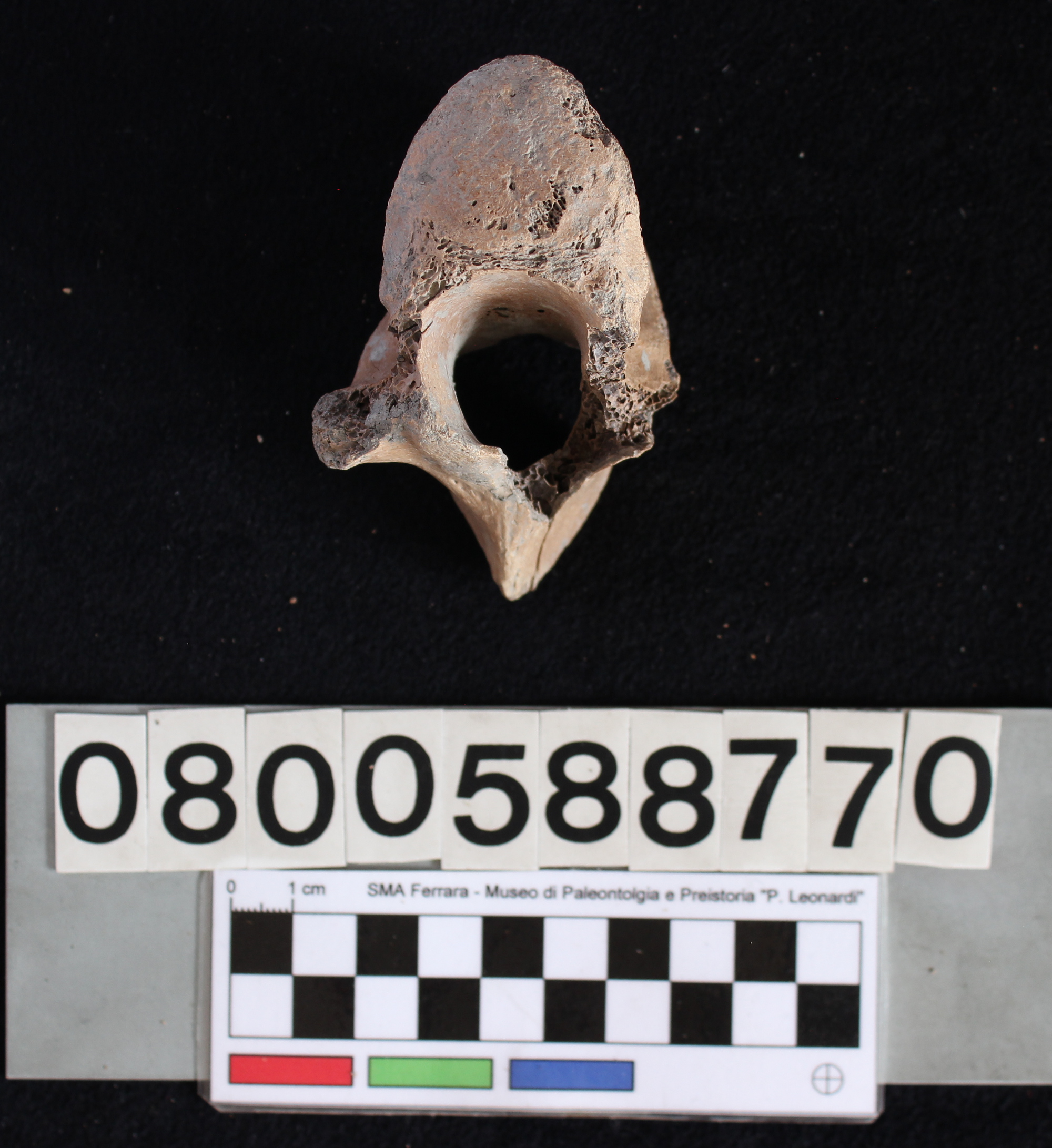 fossile (Indeterminato, vertebra, esemplare)